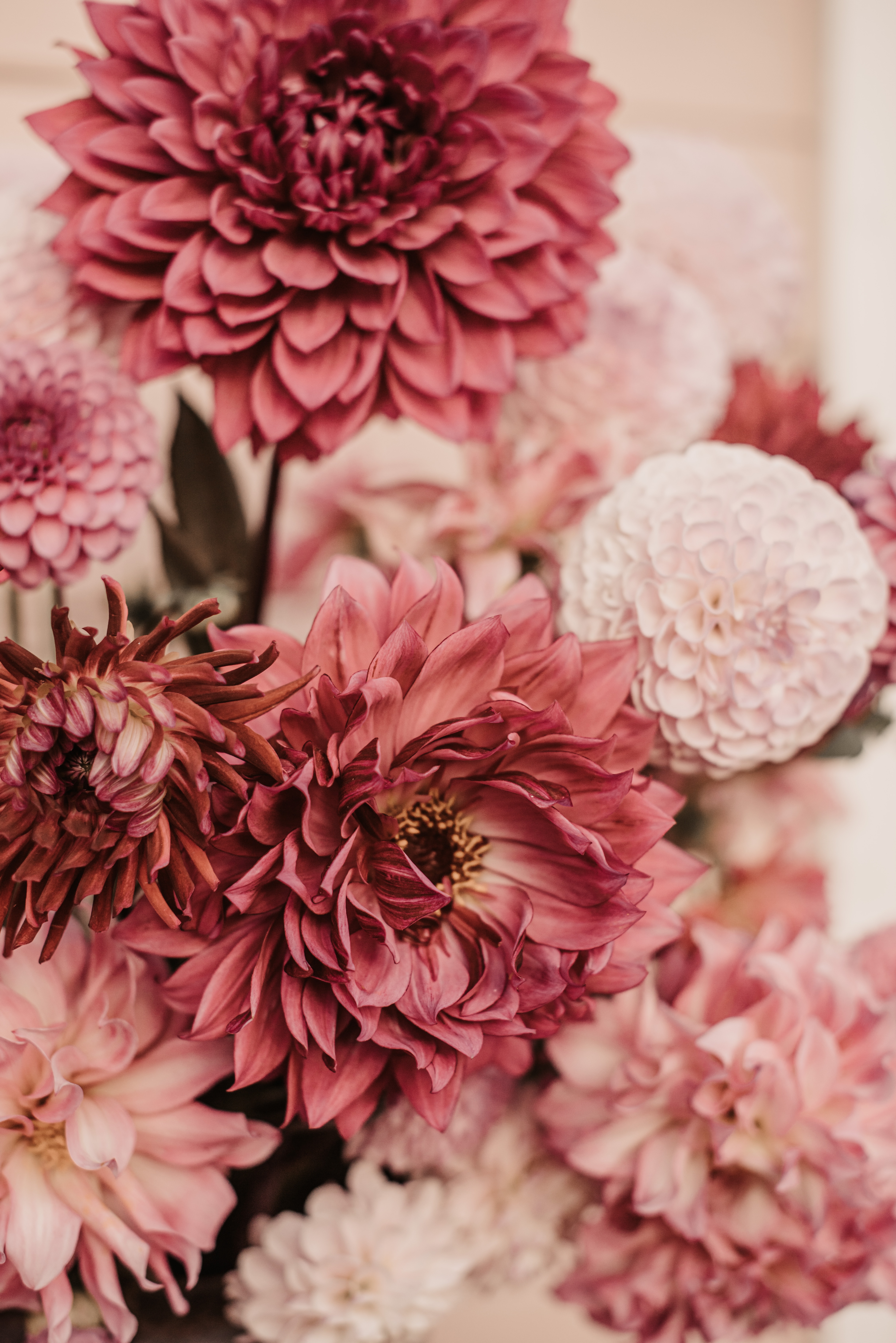 bouquet, pink, flowers, dahlias