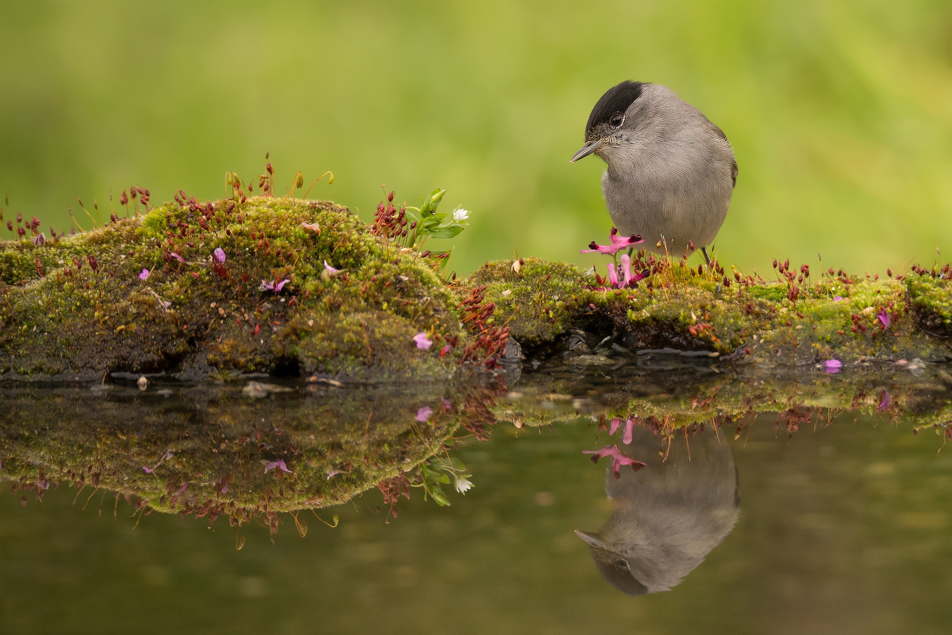 Baixe gratuitamente a imagem Animais, Aves, Pássaro, Musgo, Reflecção na área de trabalho do seu PC