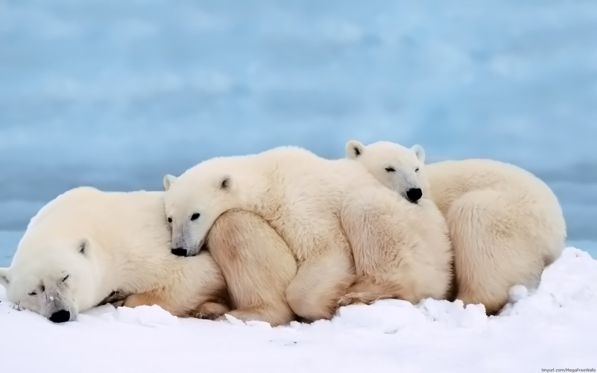 Laden Sie das Tiere, Eisbär, Tragen-Bild kostenlos auf Ihren PC-Desktop herunter