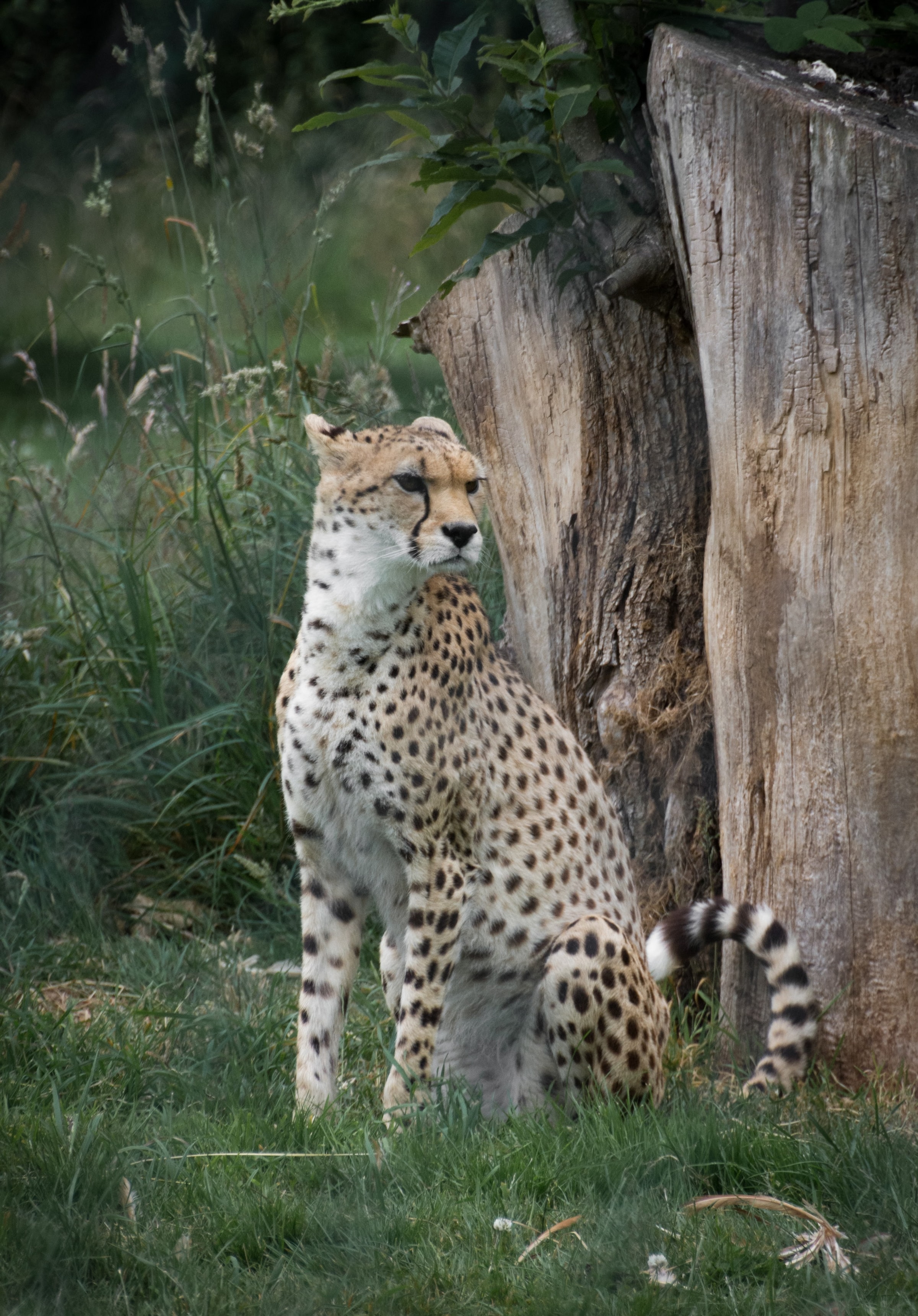 Download mobile wallpaper Cheetah, Sight, Opinion, Big Cat, Animals, Predator for free.