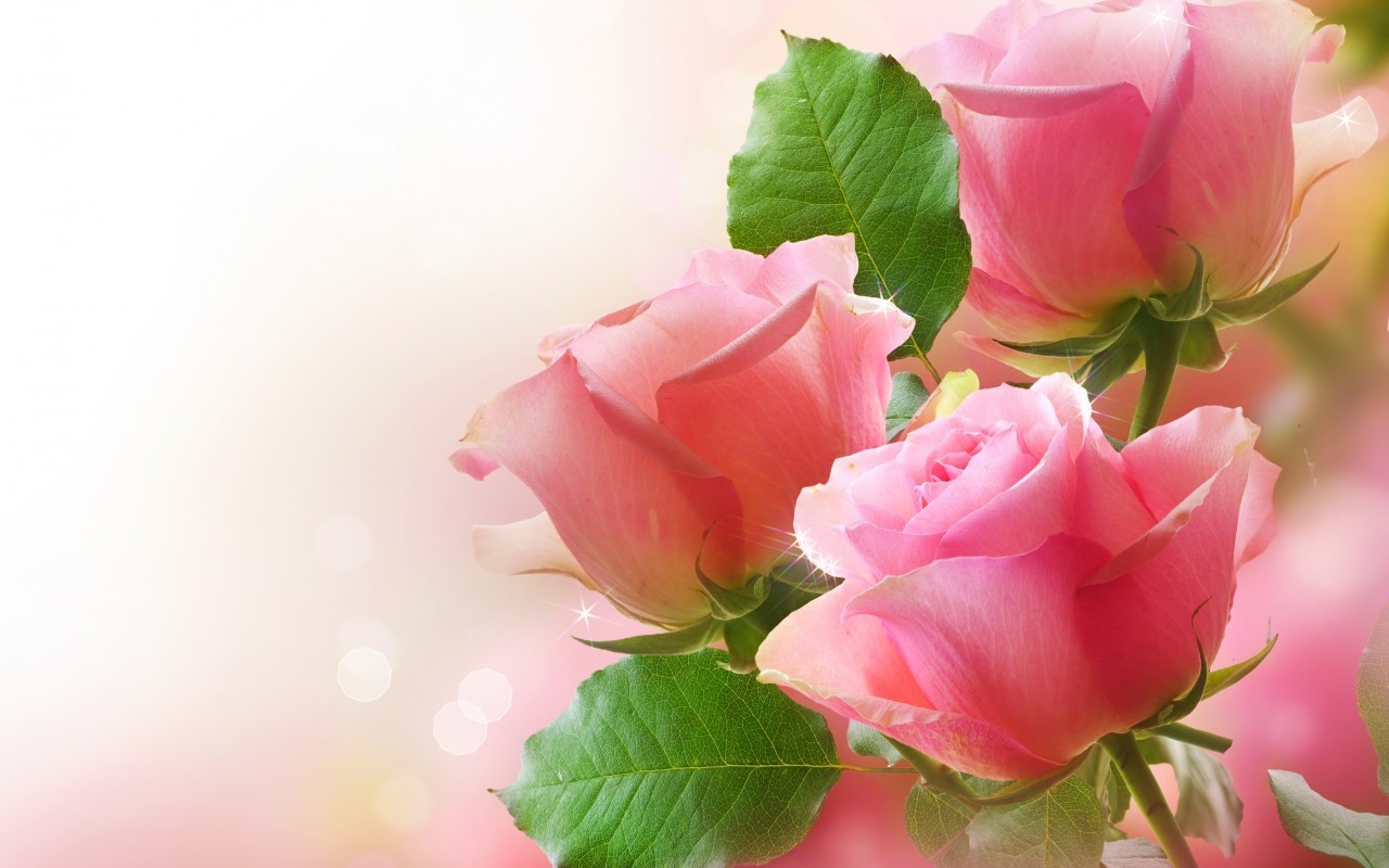 15942 descargar fondo de pantalla roses, plantas, flores, rojo: protectores de pantalla e imágenes gratis