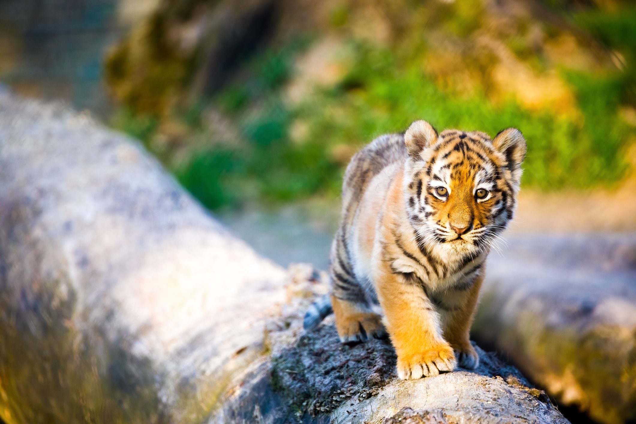 Téléchargez gratuitement l'image Animaux, Chats, Tigre, Lionceau, Bébé Animal sur le bureau de votre PC