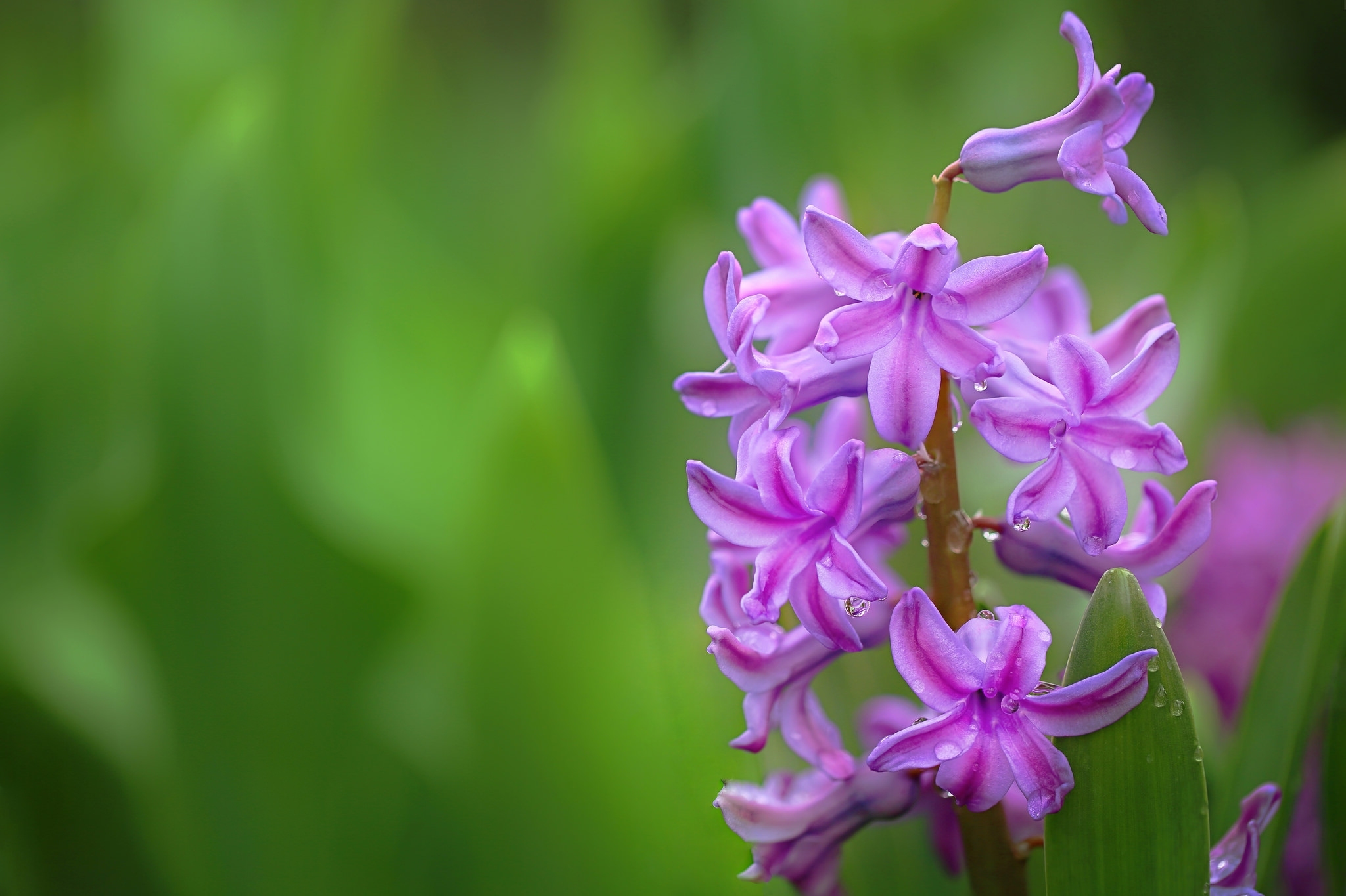 Download mobile wallpaper Flowers, Hyacinth, Flower, Macro, Earth, Purple Flower for free.