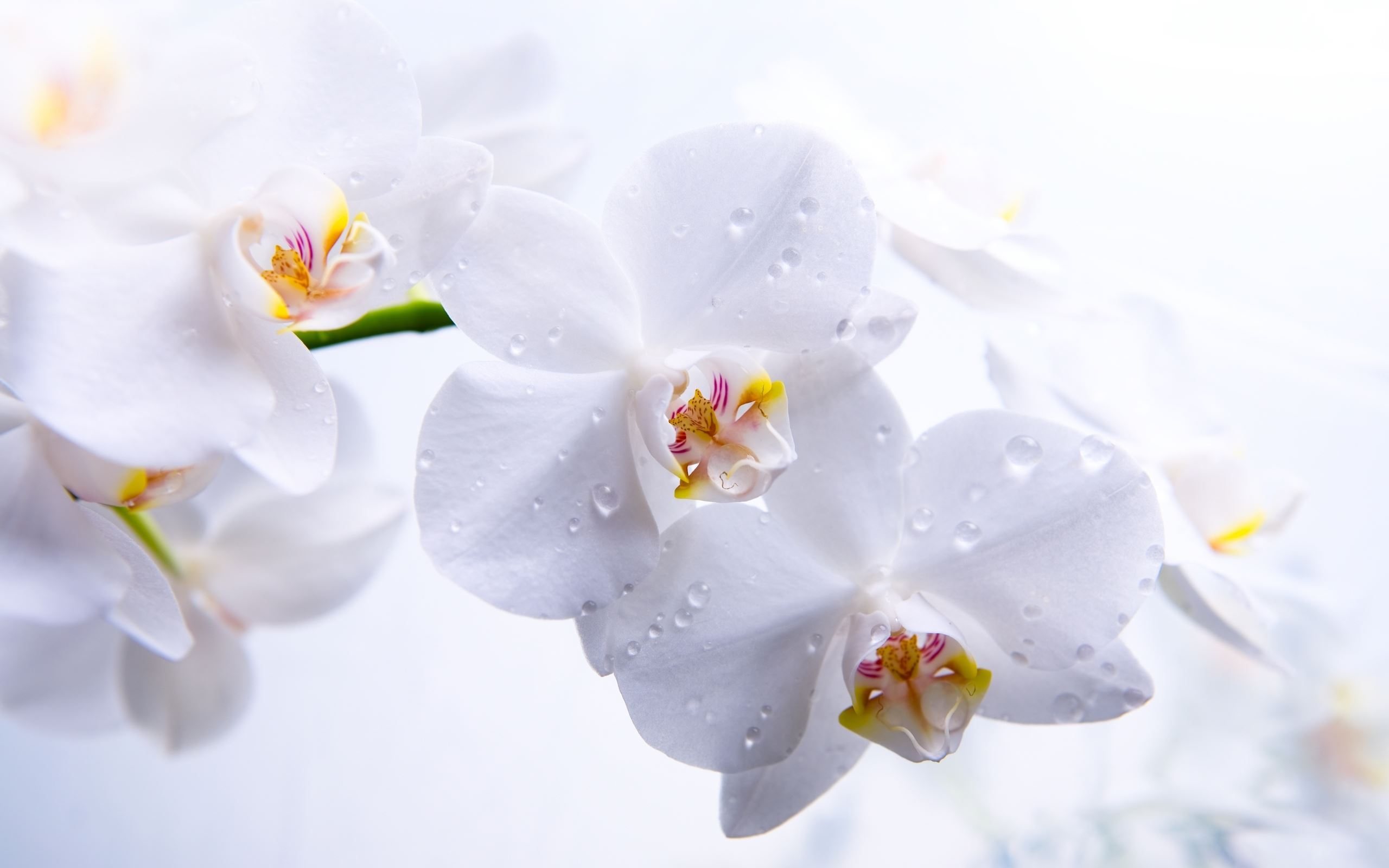 Baixar papel de parede para celular de Flores, Flor, Orquídea, Terra/natureza gratuito.