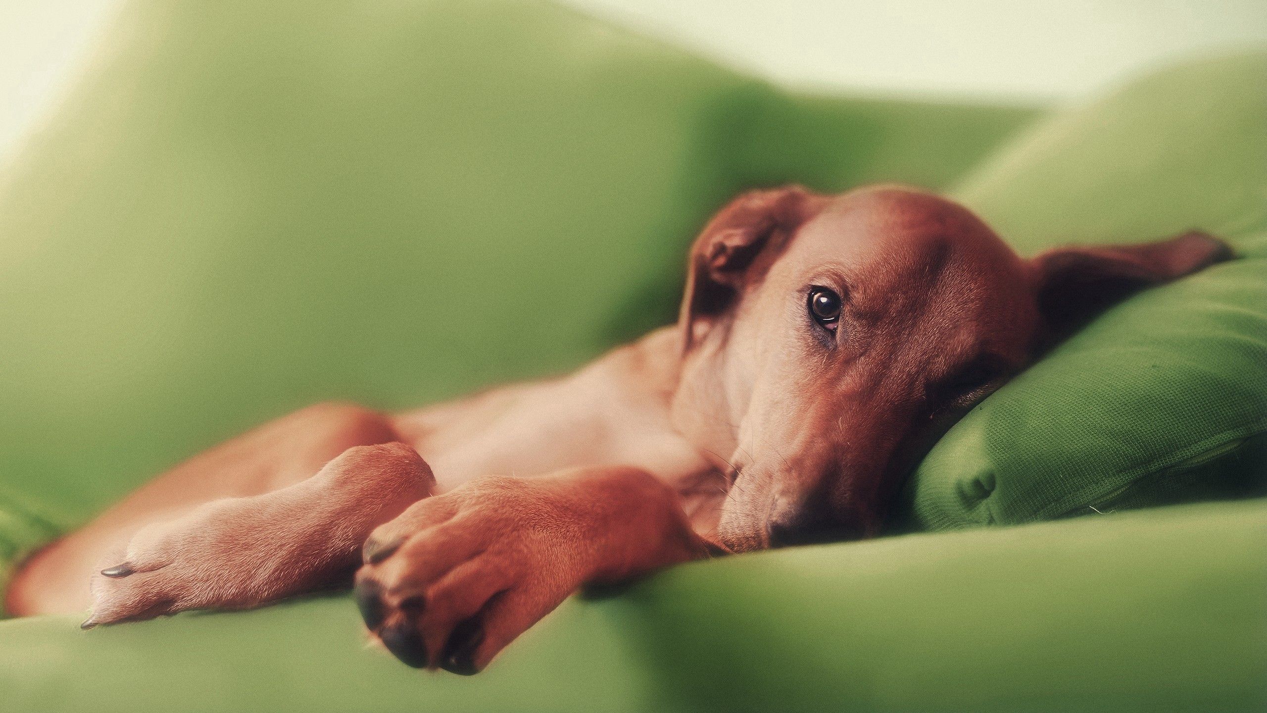 Free download wallpaper Animals, To Lie Down, Lie, Dog, Sleep, Pillow, Dream on your PC desktop