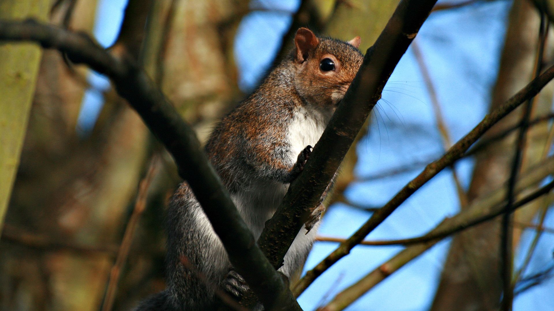 Free download wallpaper Animals, Branches, Claws, Squirrel on your PC desktop
