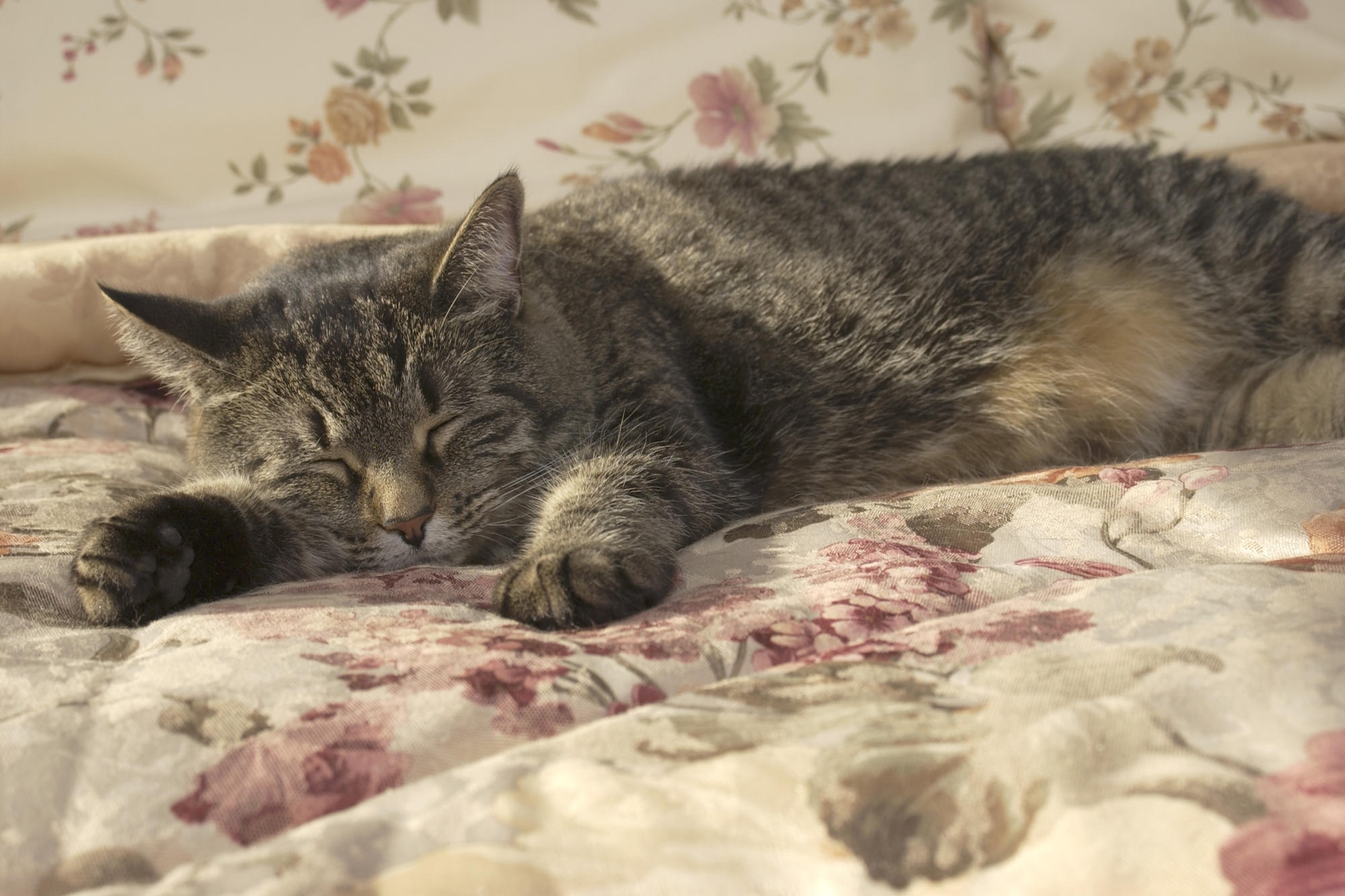 74576 скачать обои животные, кот, лежать, сон, одеяло - заставки и картинки бесплатно