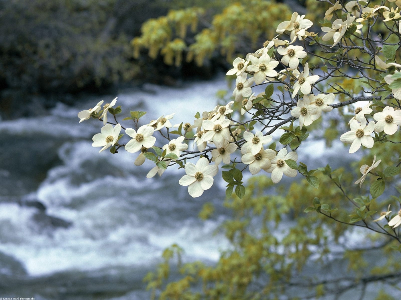 Скачать картинку Река, Пейзаж, Растения, Цветы в телефон бесплатно.
