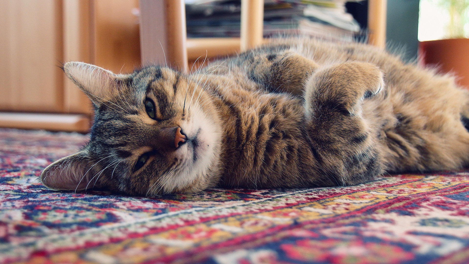 Baixar papel de parede para celular de Animais, Gato gratuito.