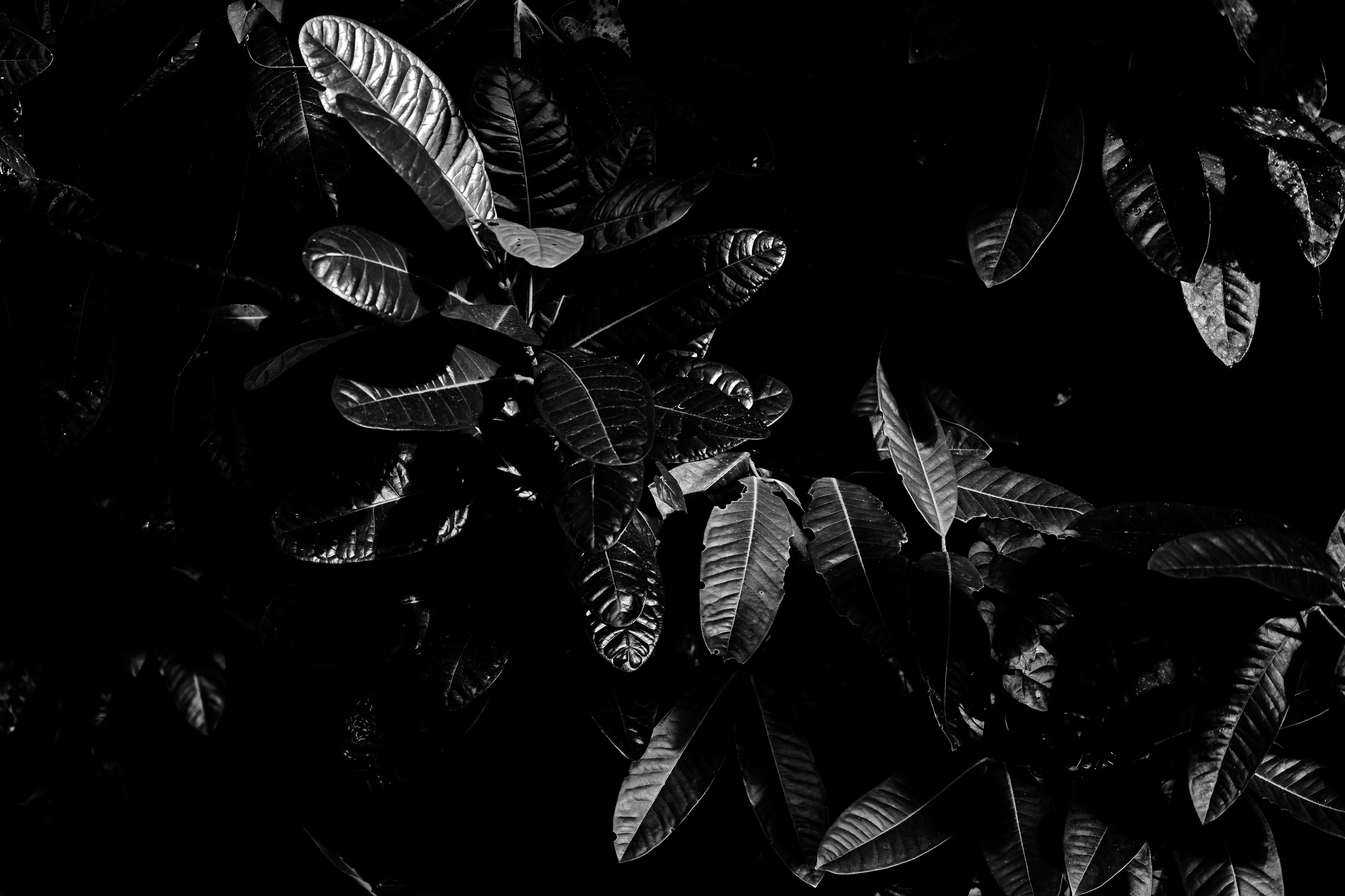 100049 descargar fondo de pantalla el negro, hojas, negro, planta, macro, oscuro, bw, chb: protectores de pantalla e imágenes gratis
