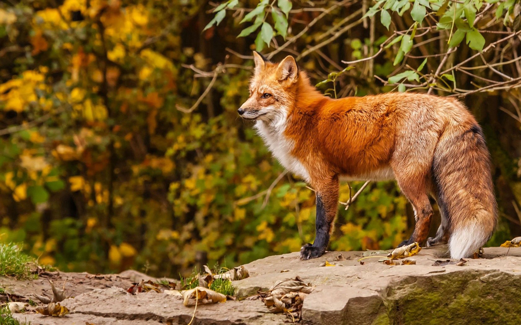 無料モバイル壁紙赤毛, キツネ, 狐, 動物, 秋をダウンロードします。