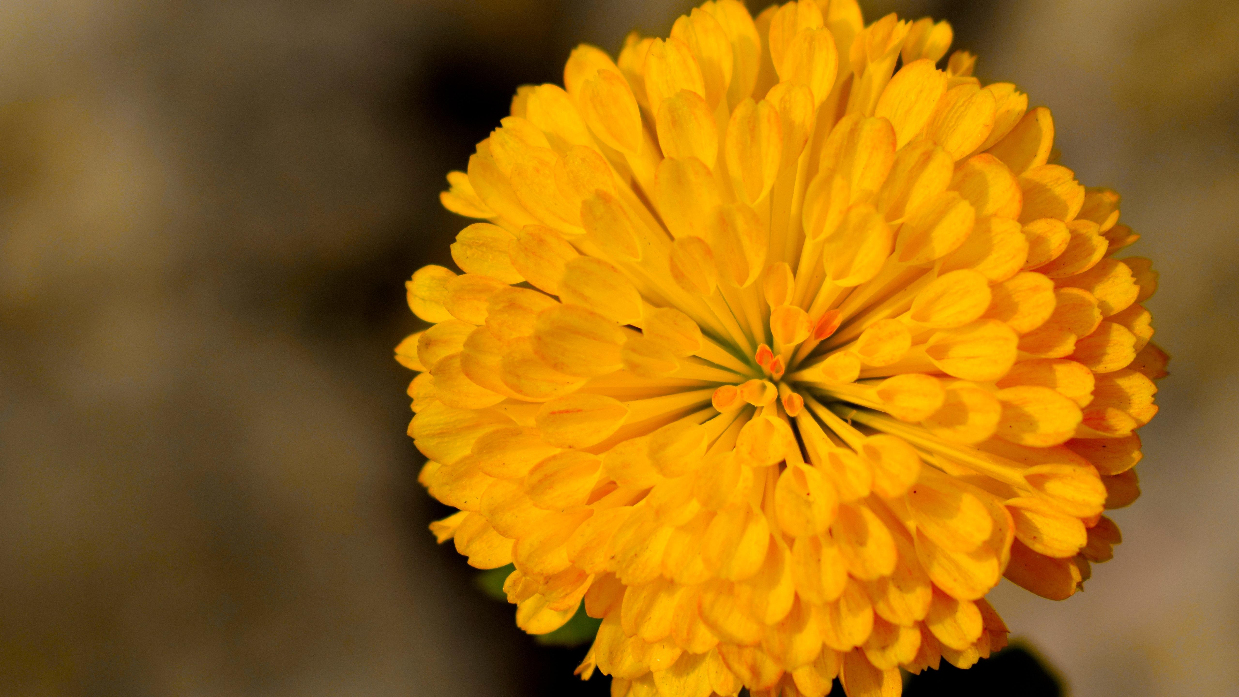 461868 descargar imagen tierra/naturaleza, crisantemo, flor, amarillo, flores: fondos de pantalla y protectores de pantalla gratis