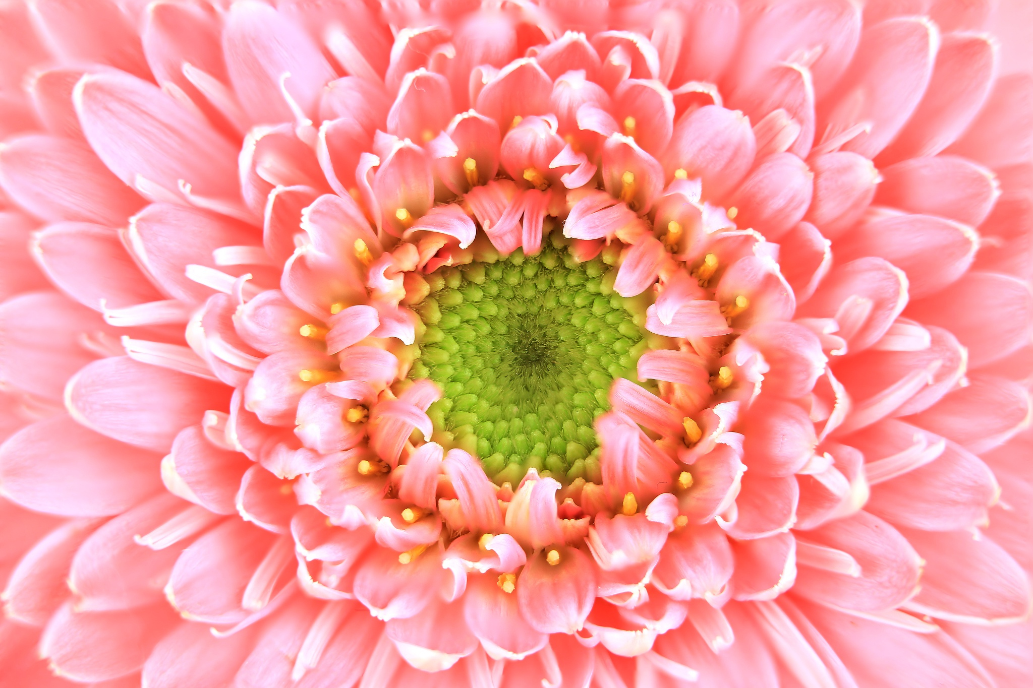Download mobile wallpaper Pink Flower, Close Up, Macro, Flowers, Nature, Flower, Earth for free.