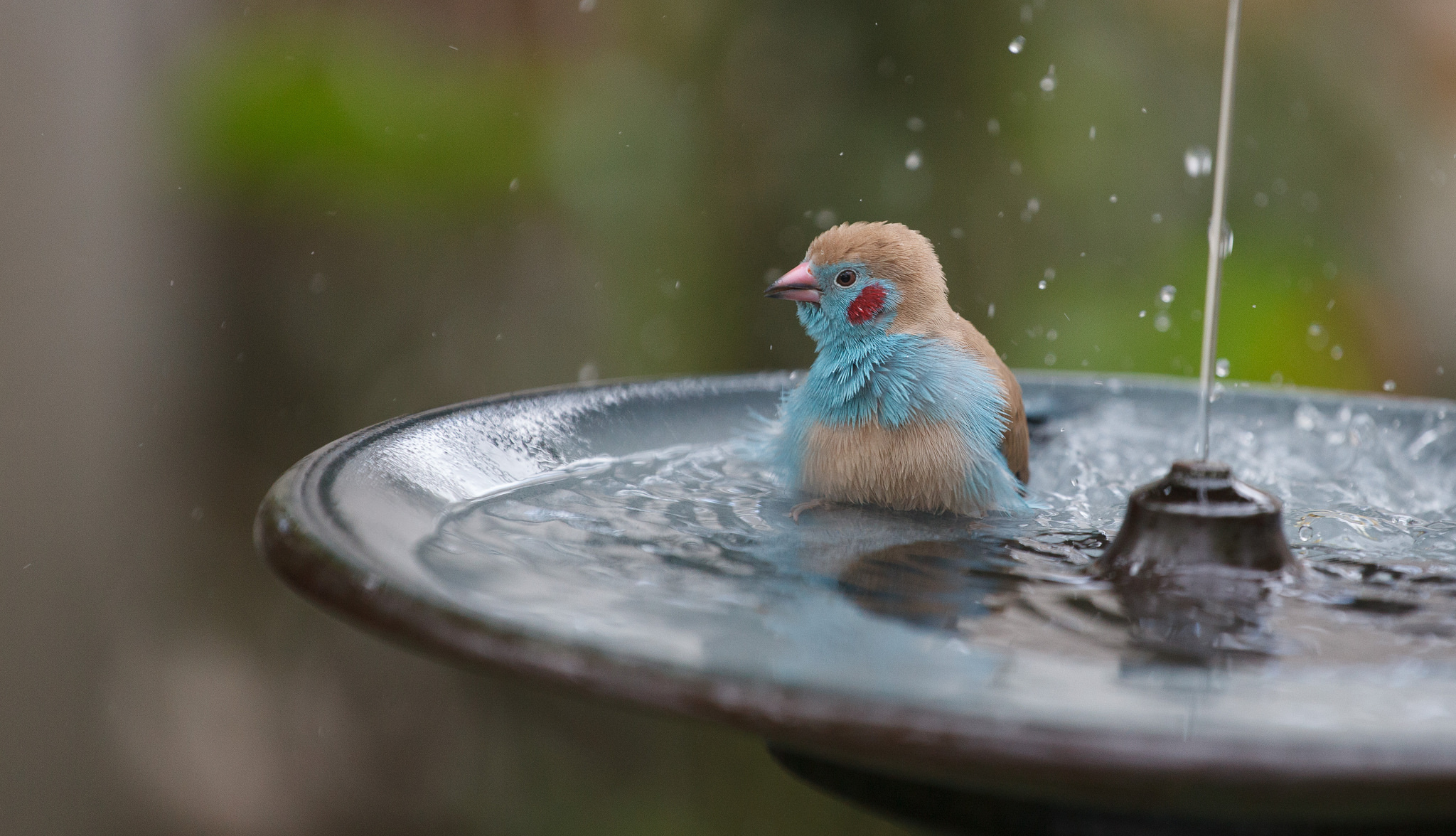 Download mobile wallpaper Birds, Fountain, Bird, Blur, Animal for free.