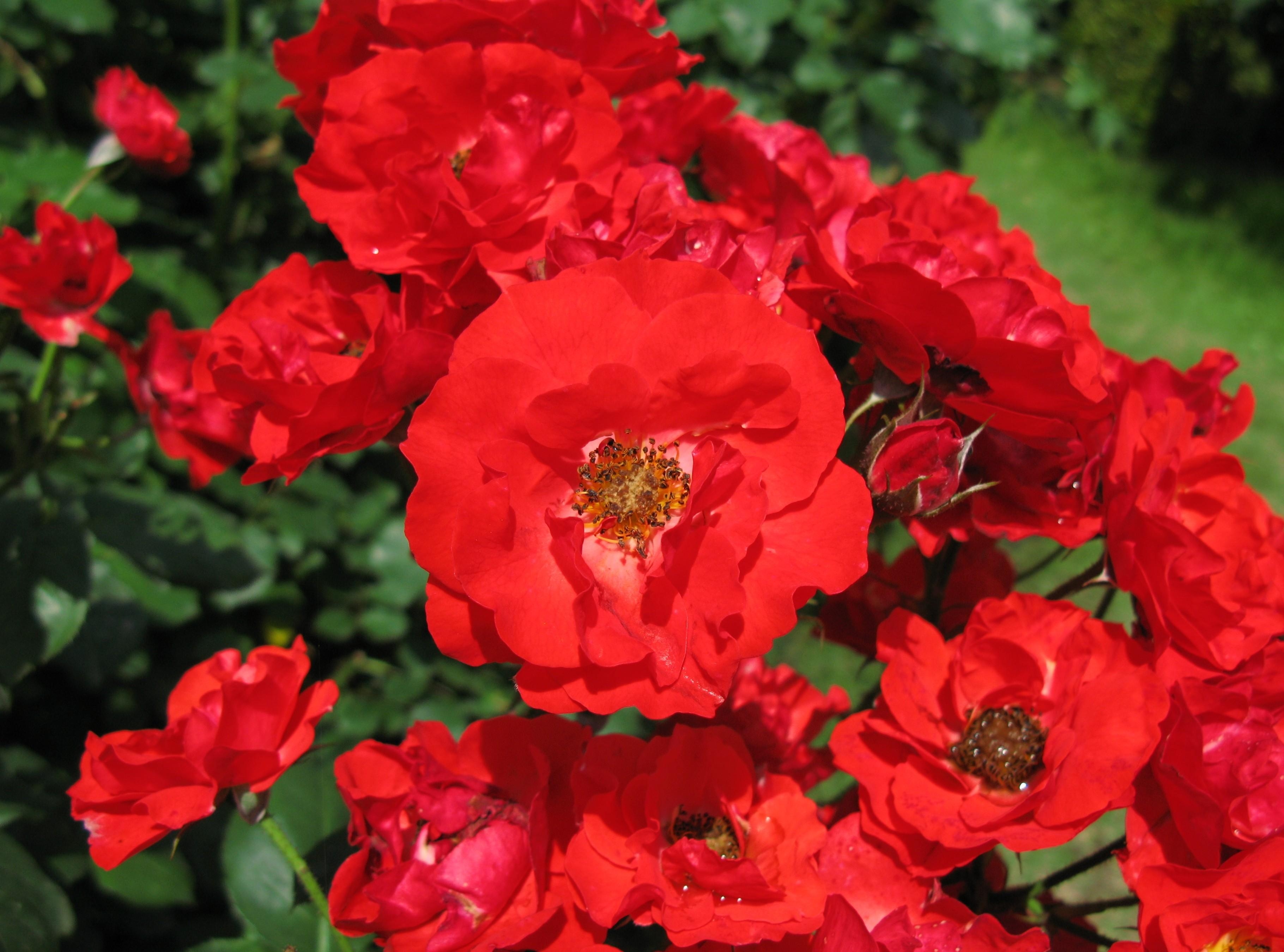 Laden Sie das Bush, Busch, Garten, Sonnig, Sonnigen, Blumen, Roses-Bild kostenlos auf Ihren PC-Desktop herunter