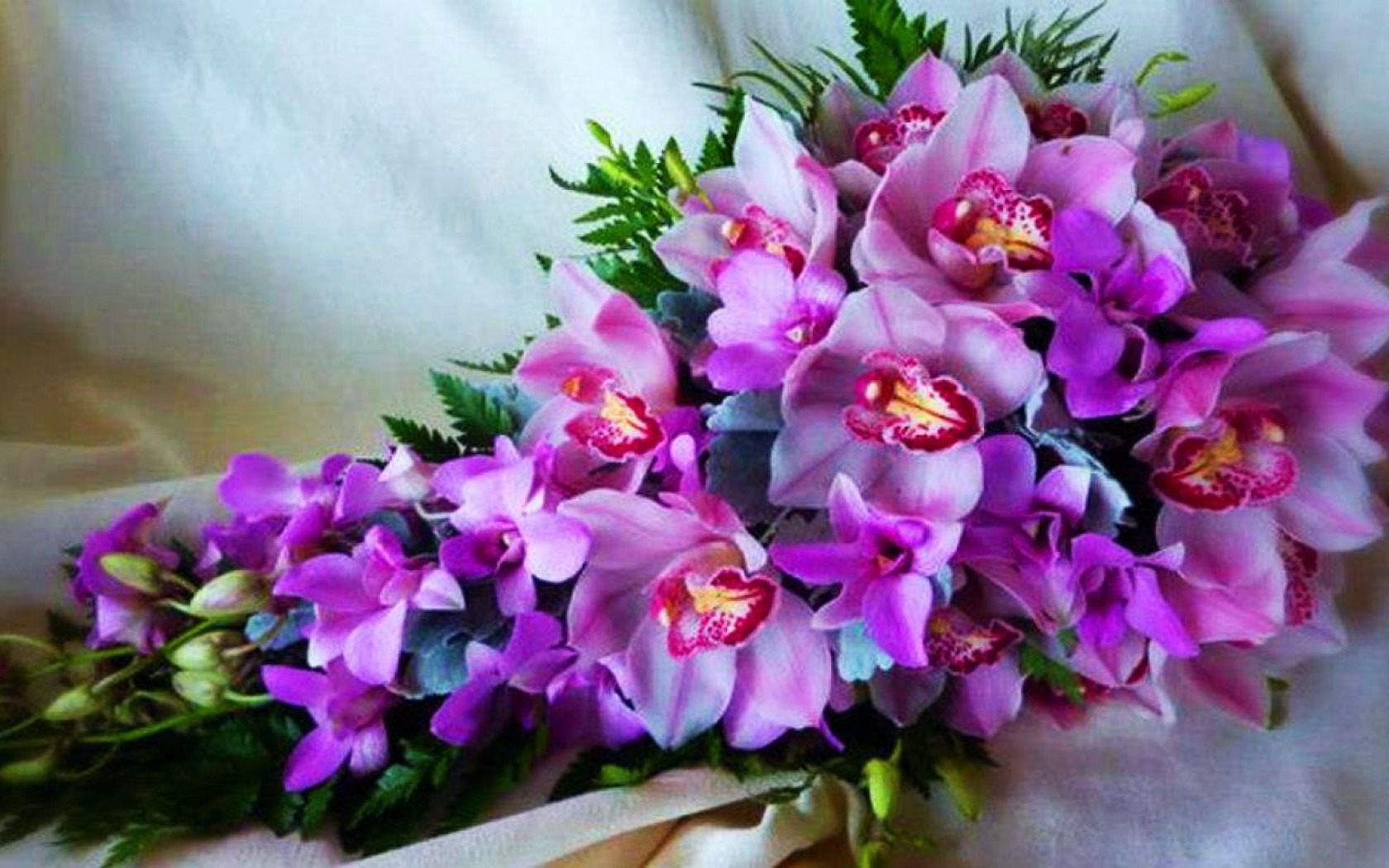 Téléchargez gratuitement l'image Fleur, Orchidée, Terre/nature, Fleur Rose sur le bureau de votre PC