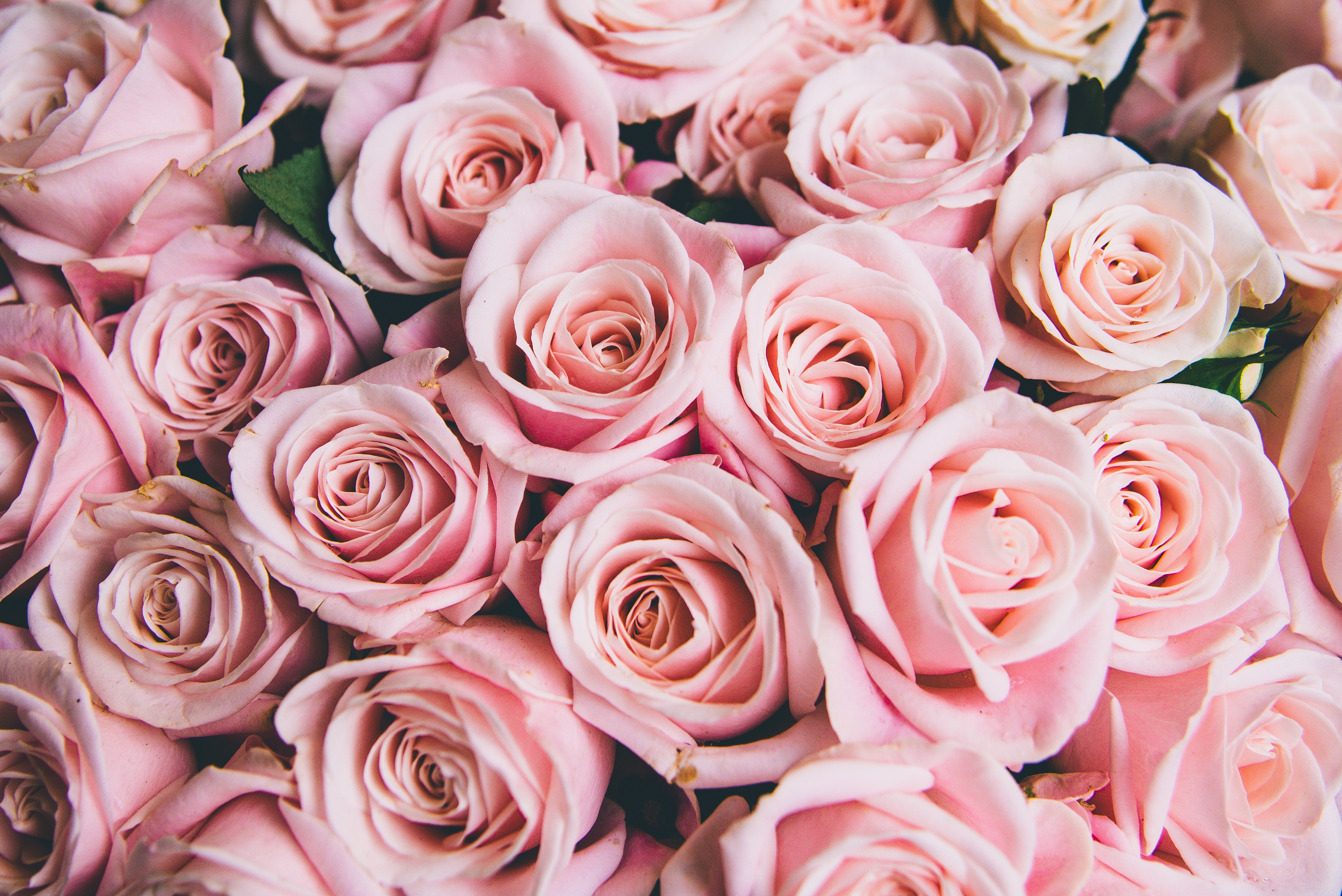 Download mobile wallpaper Nature, Flowers, Flower, Rose, Earth, Pink Flower for free.