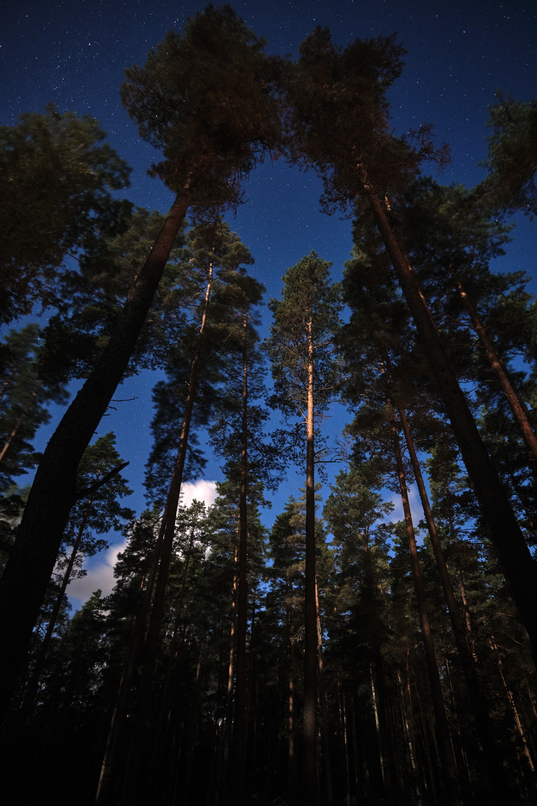 Laden Sie das Bäume, Sky, Natur, Übernachtung, Wald, Sterne-Bild kostenlos auf Ihren PC-Desktop herunter