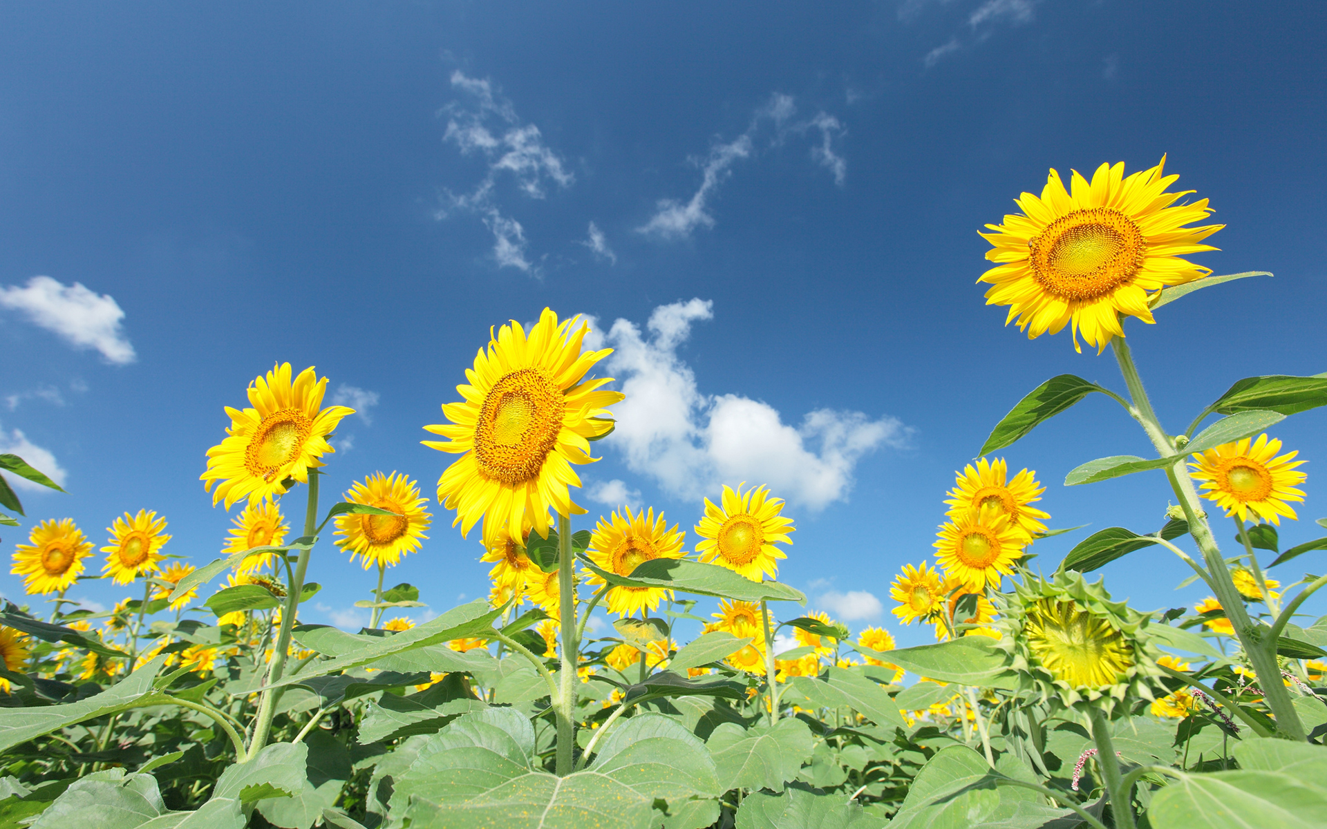 Téléchargez gratuitement l'image Fleurs, Tournesol, Terre/nature sur le bureau de votre PC