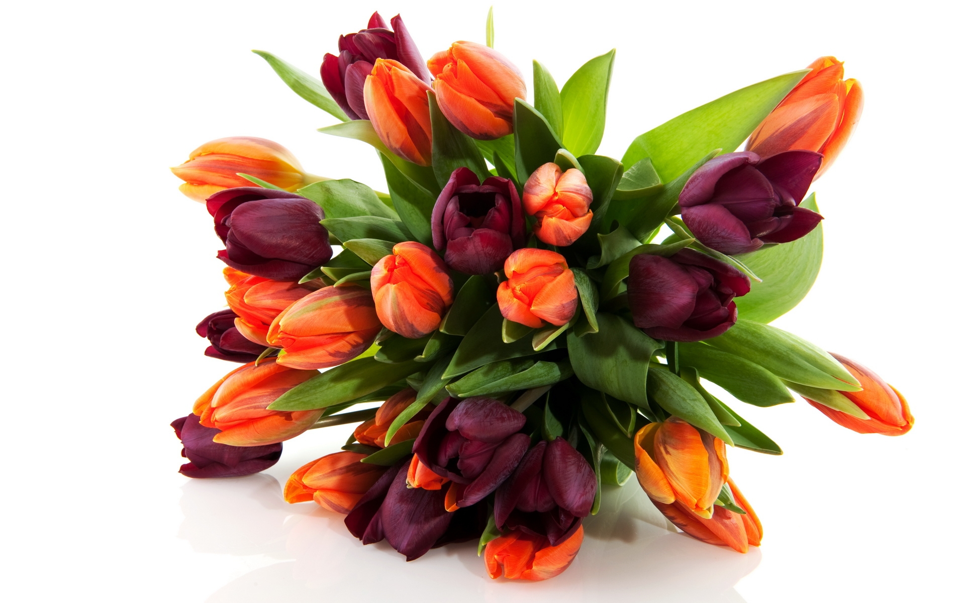 36557 descargar fondo de pantalla tulipanes, plantas, flores: protectores de pantalla e imágenes gratis