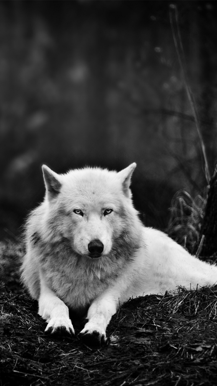 Скачать картинку Животные, Волки, Волк, Чёрно Белое, Черно Белый в телефон бесплатно.