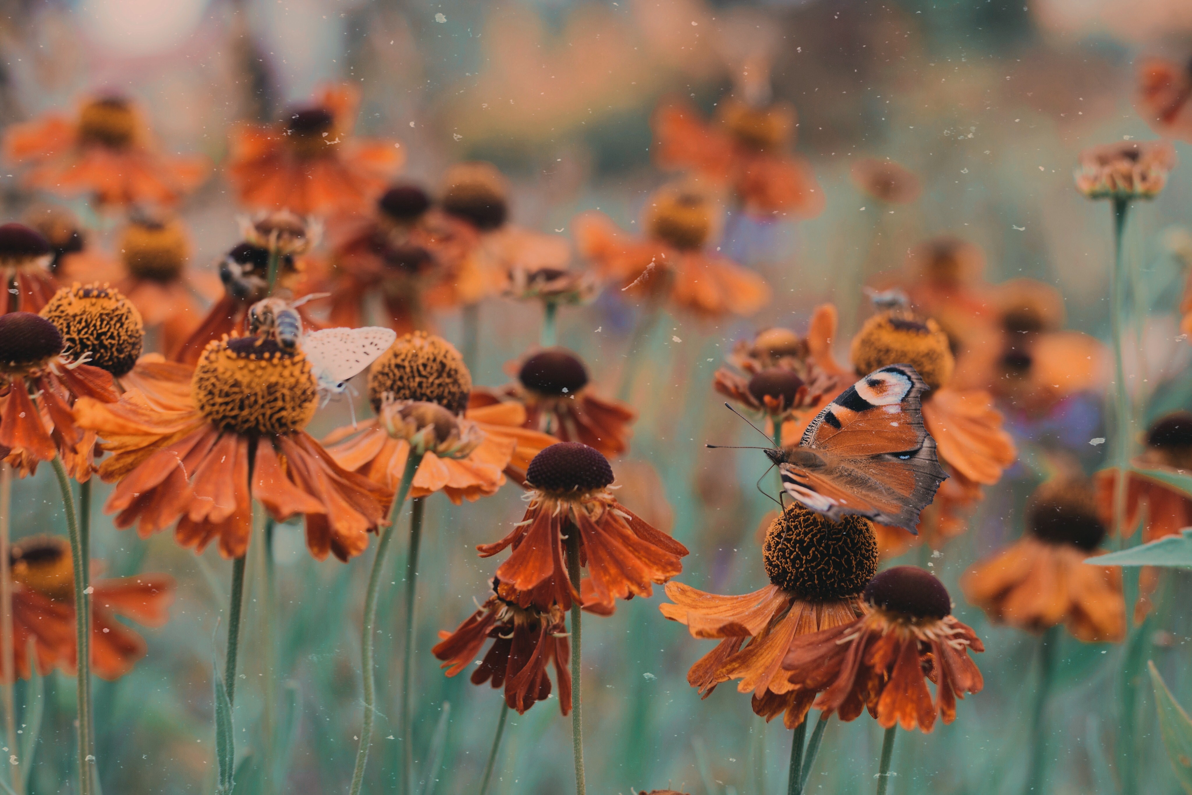 Handy-Wallpaper Tiere, Schmetterlinge, Blume, Makro, Insekt, Orangene Blume kostenlos herunterladen.