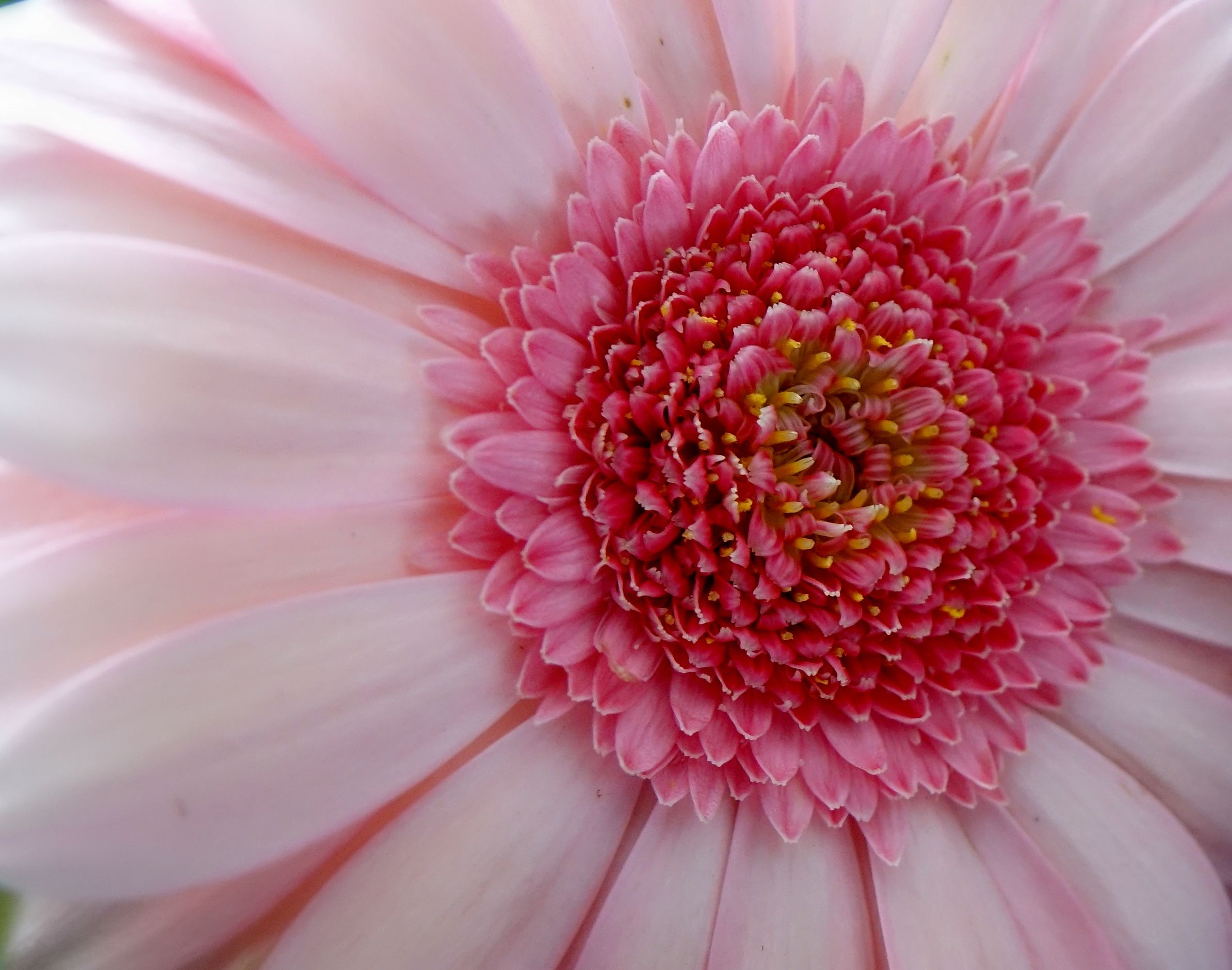 Handy-Wallpaper Gerbera, Gänseblümchen, Pinke Blume, Blumen, Erde/natur kostenlos herunterladen.