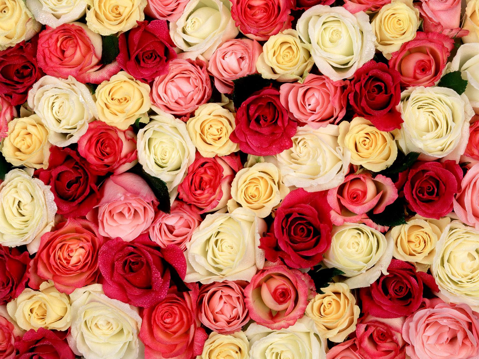 Скачать обои бесплатно Цветок, Роза, Белый Цветок, Красный Цветок, Земля/природа, Розовый Цветок, Флауэрсы картинка на рабочий стол ПК