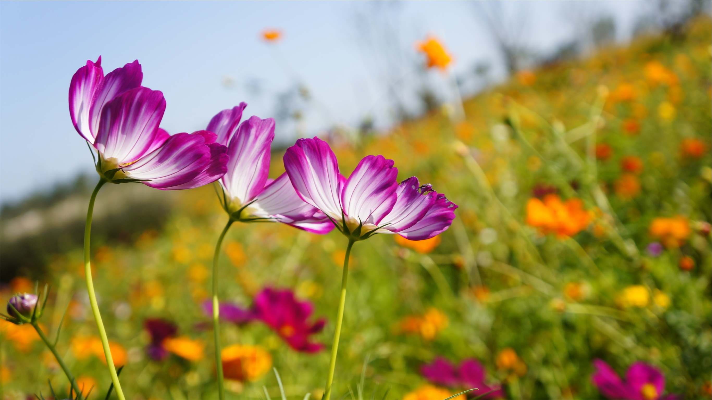 Laden Sie das Glade, Polyana, Kosmeya, Kosmos, Blumen-Bild kostenlos auf Ihren PC-Desktop herunter