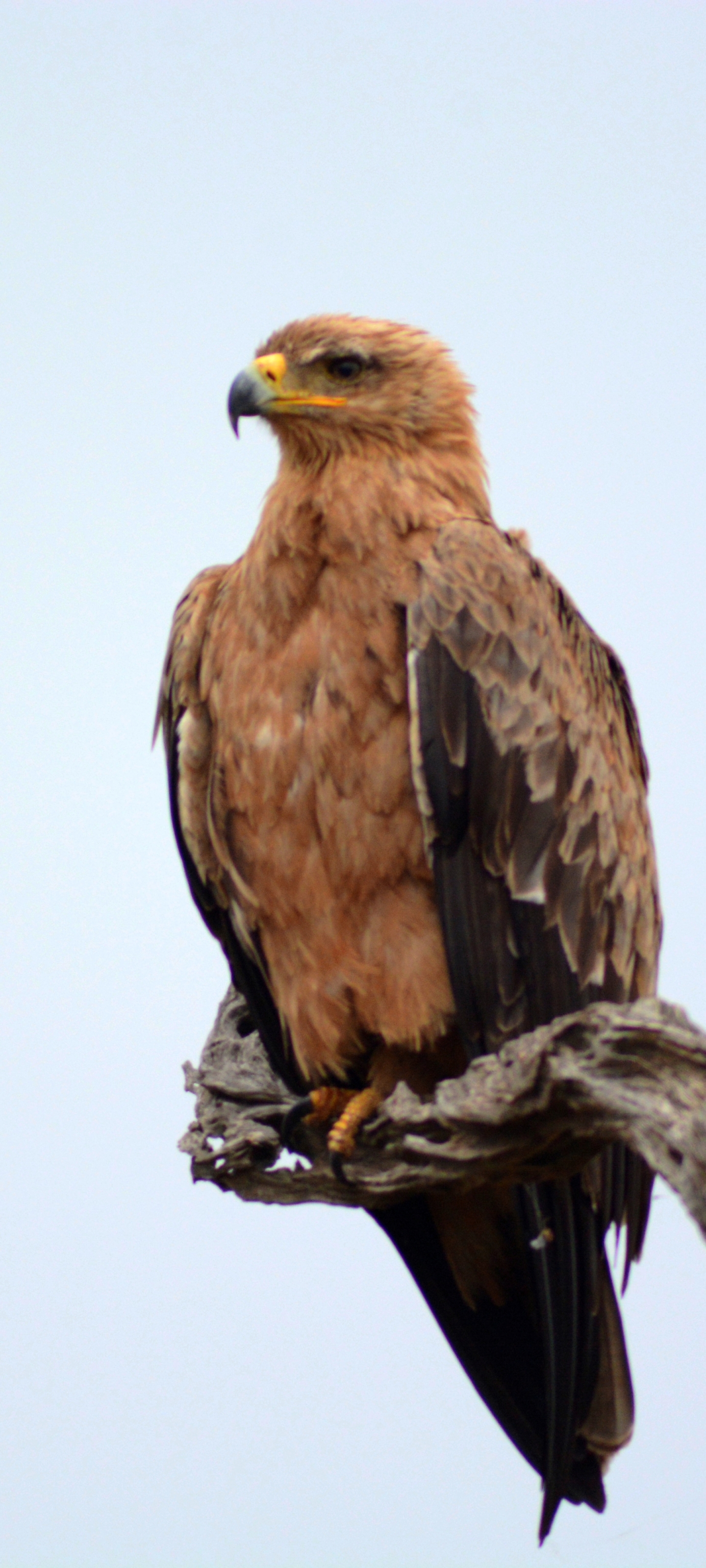 Download mobile wallpaper Birds, Animal, Eagle, Bird Of Prey, Tawny Eagle for free.