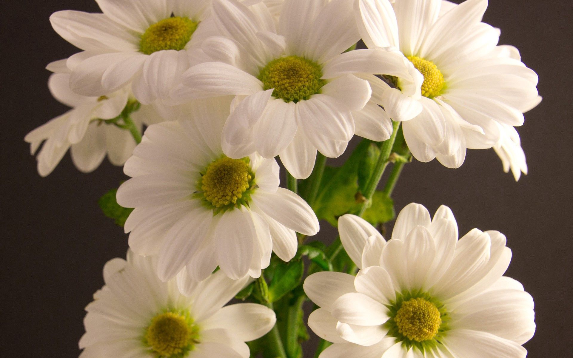 PCデスクトップに花びら, 白い, ブーケ, 花束, フラワーズ画像を無料でダウンロード