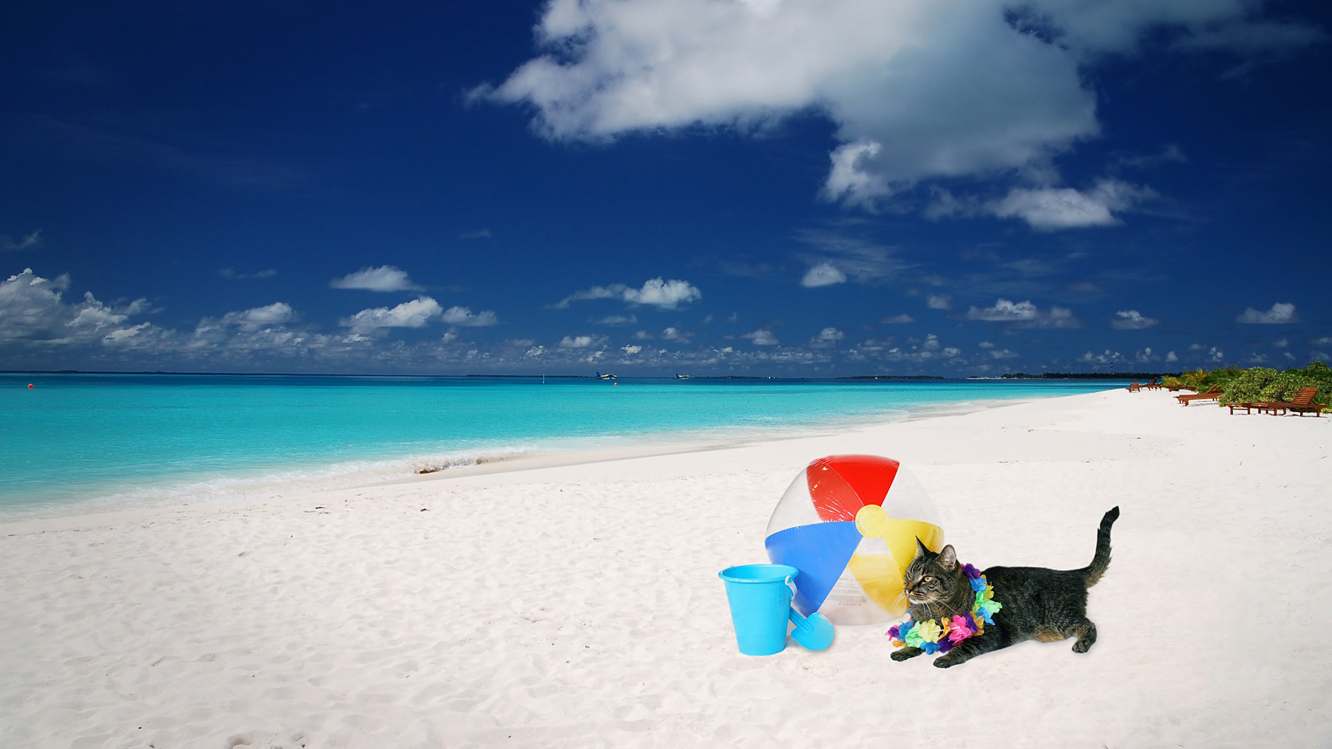 Laden Sie das Strand, Katze, Ball, Fotografie, Feiertag-Bild kostenlos auf Ihren PC-Desktop herunter