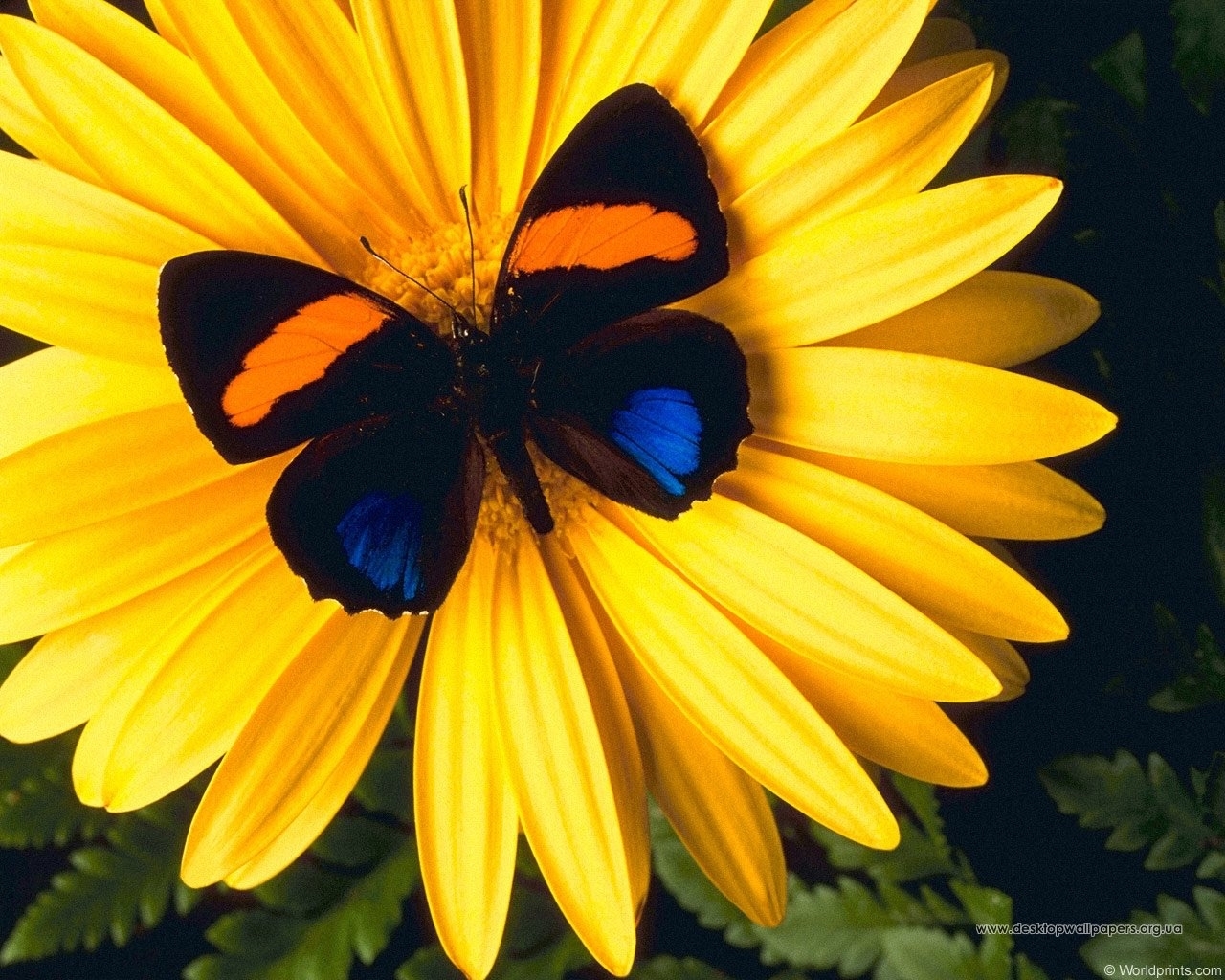 Descarga gratuita de fondo de pantalla para móvil de Flores, Insectos, Mariposas.