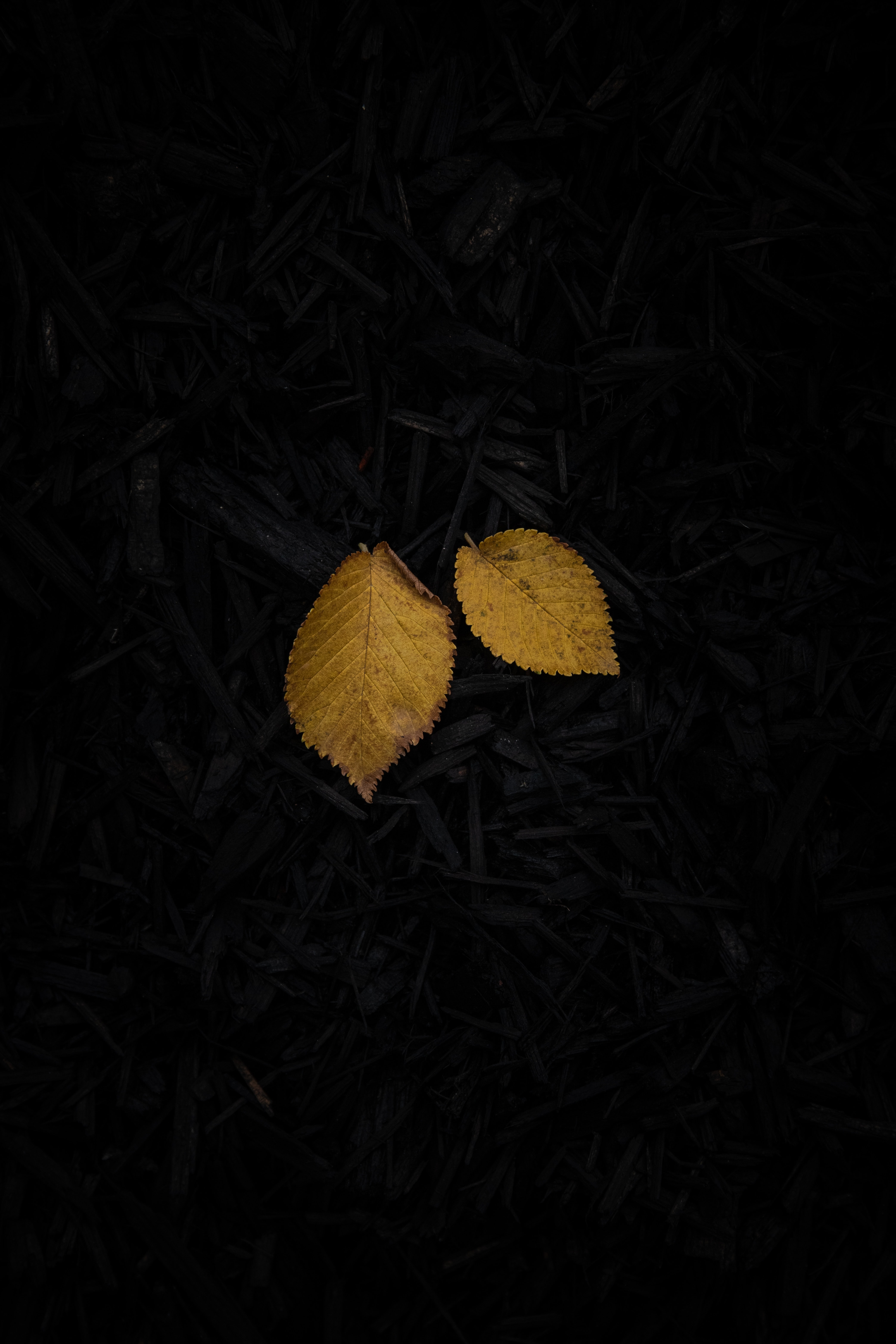 dark, leaf, sheet, yellow, grass Image for desktop