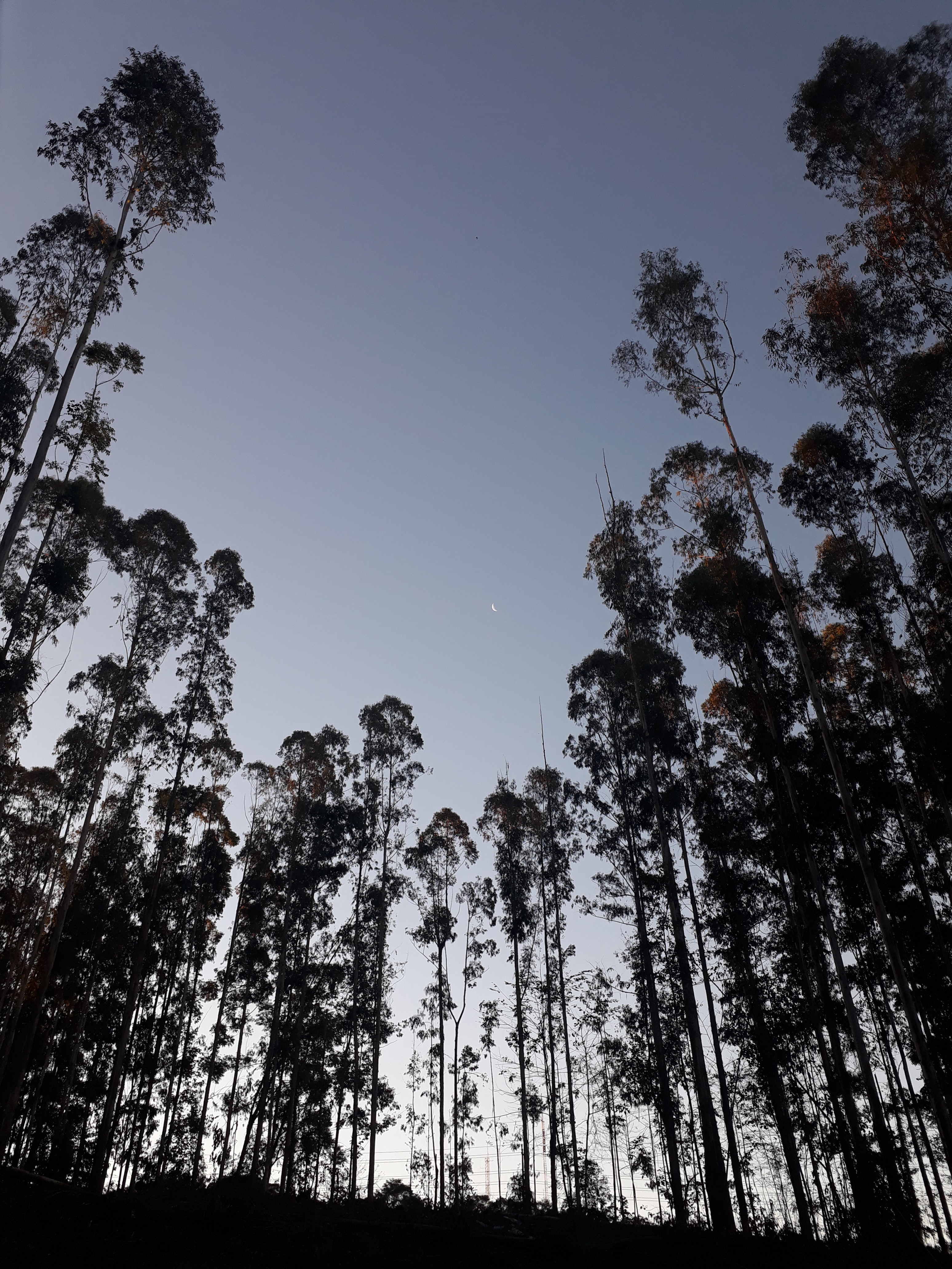 Free download wallpaper Nature, Trees, Evening, Bottom View, Moon on your PC desktop