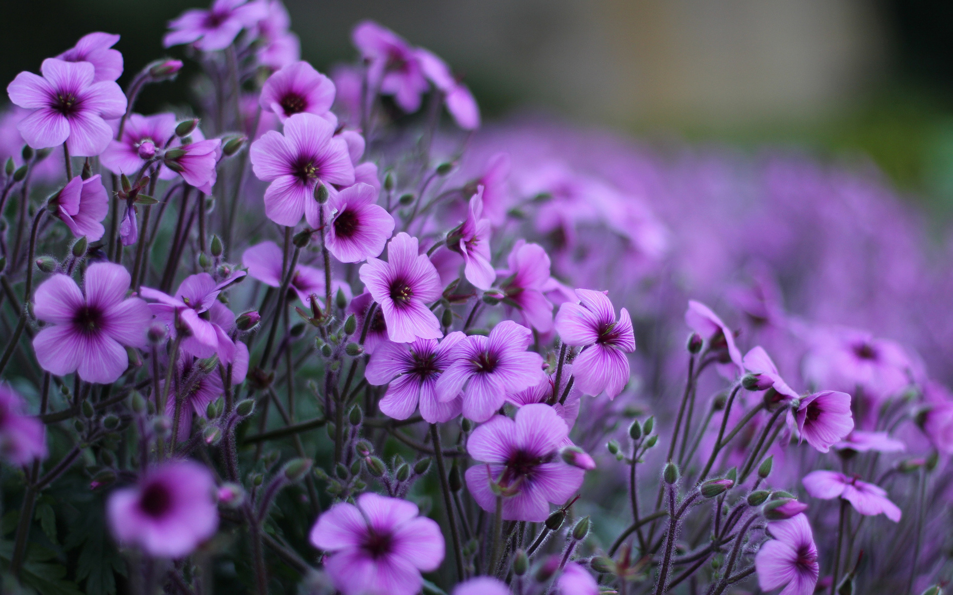 Descarga gratis la imagen Flor, Tierra/naturaleza en el escritorio de tu PC