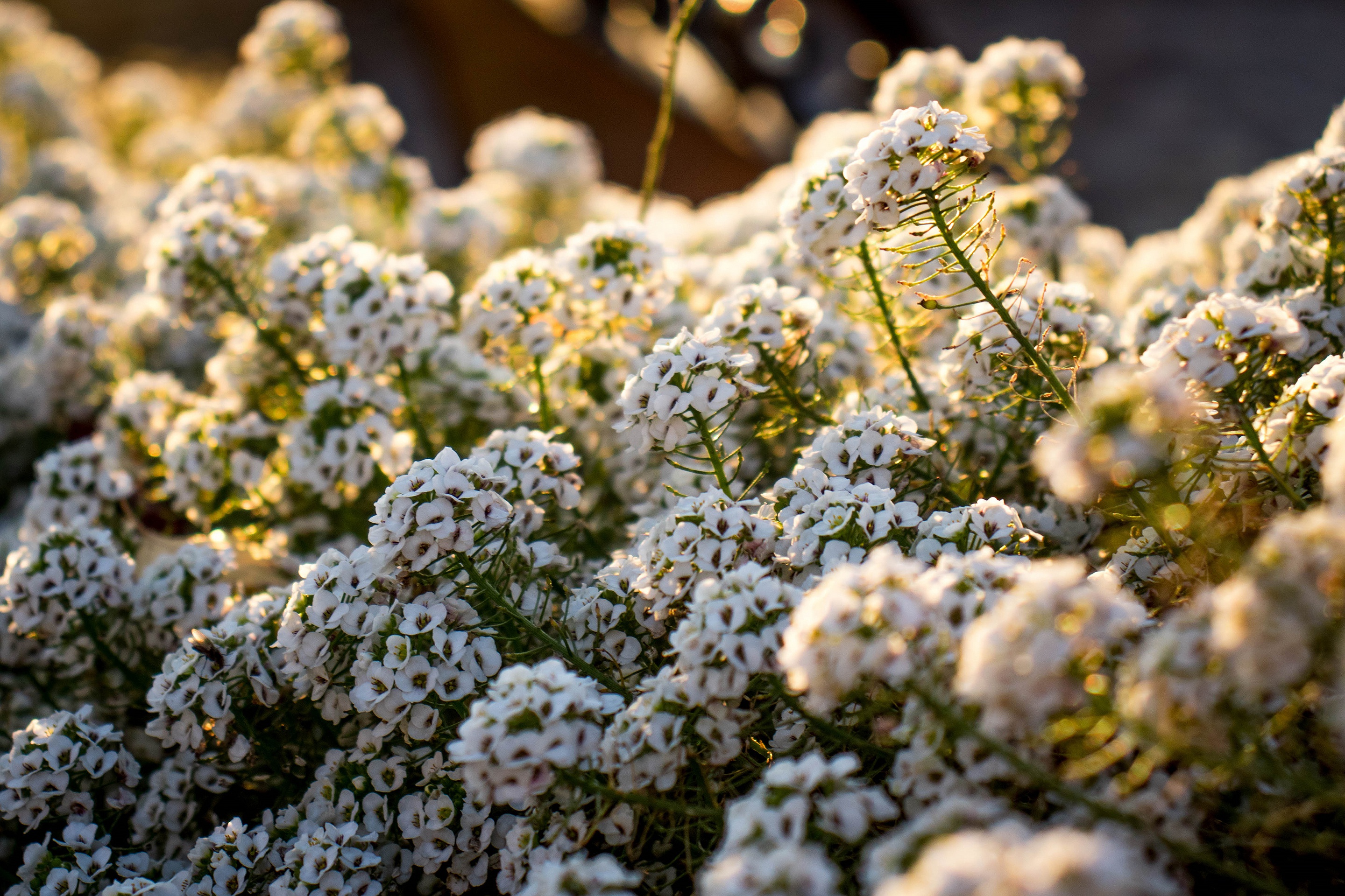 Laden Sie das Blumen, Blume, Weiße Blume, Erde/natur-Bild kostenlos auf Ihren PC-Desktop herunter