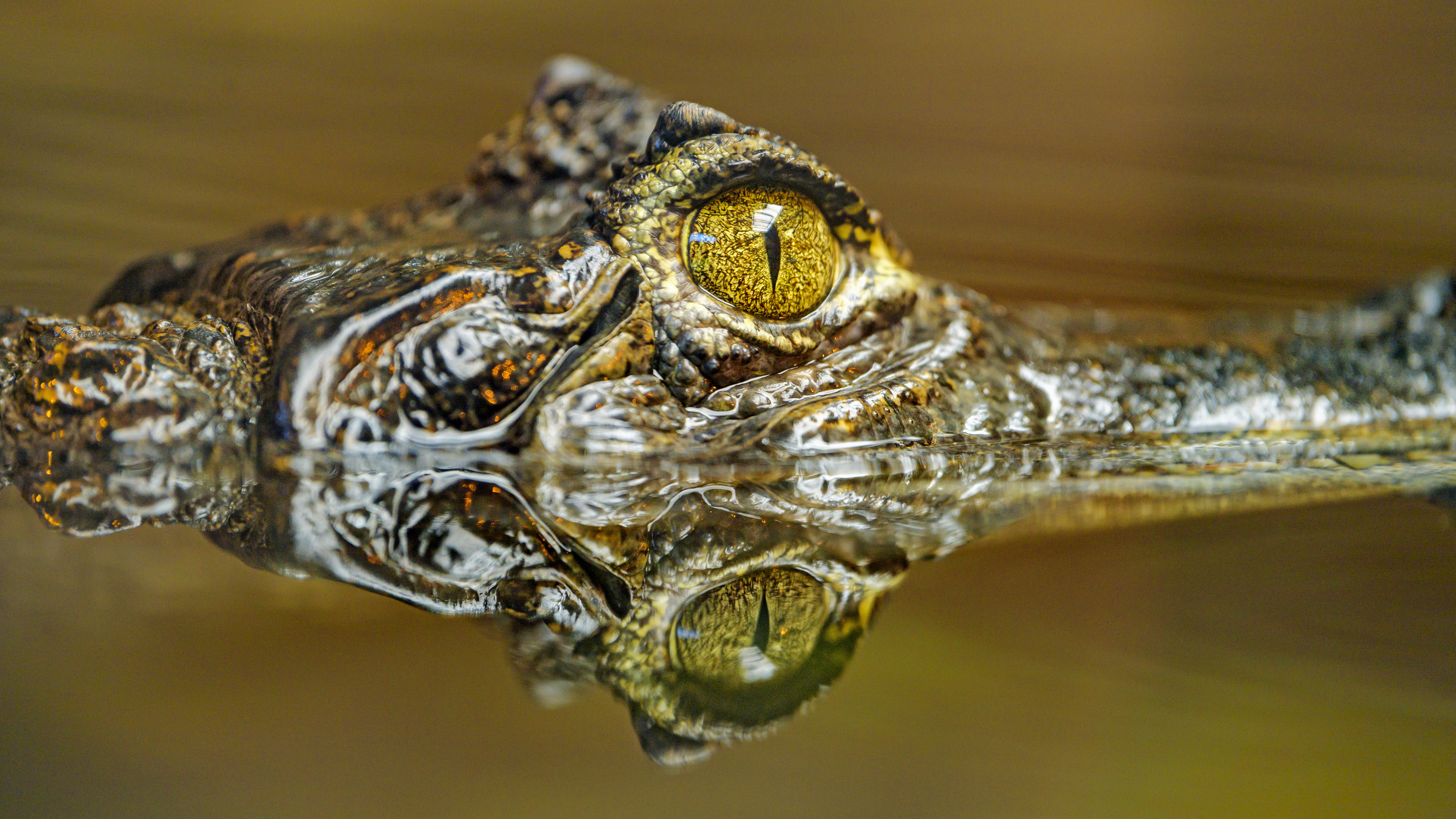 crocodile, animals, reflection, predator, eye