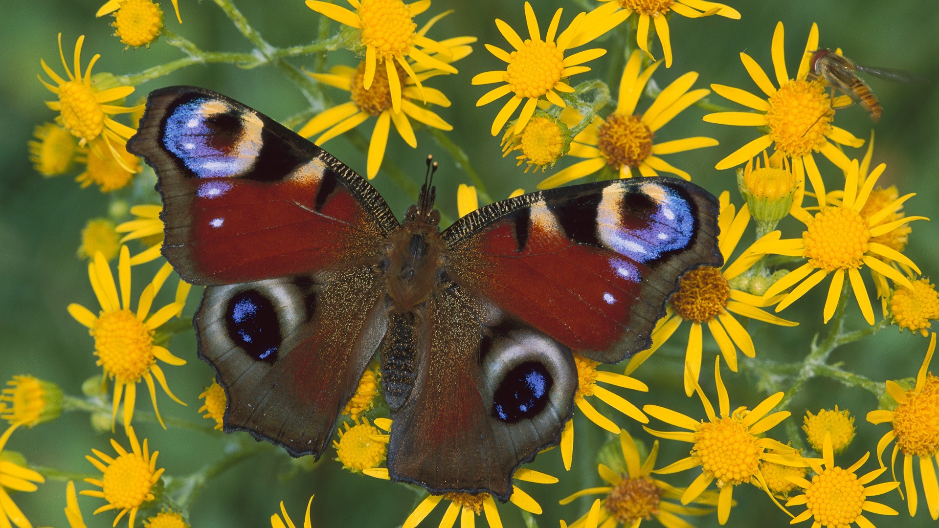 Free download wallpaper Butterfly, Animal on your PC desktop