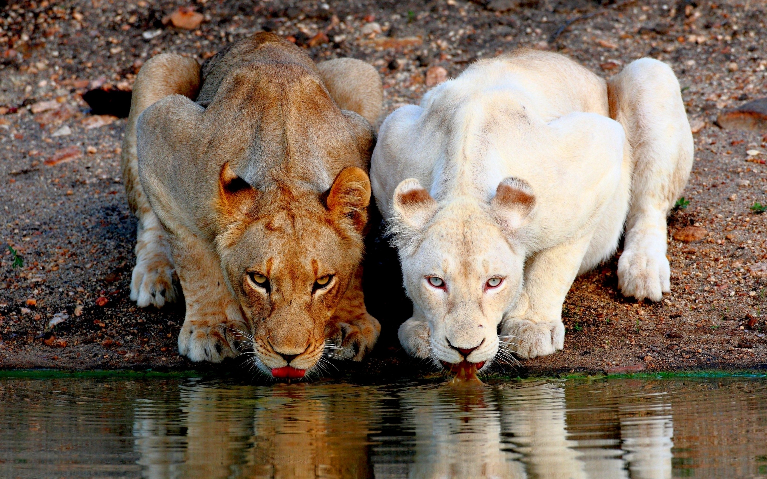 Download mobile wallpaper Animals, Lions for free.