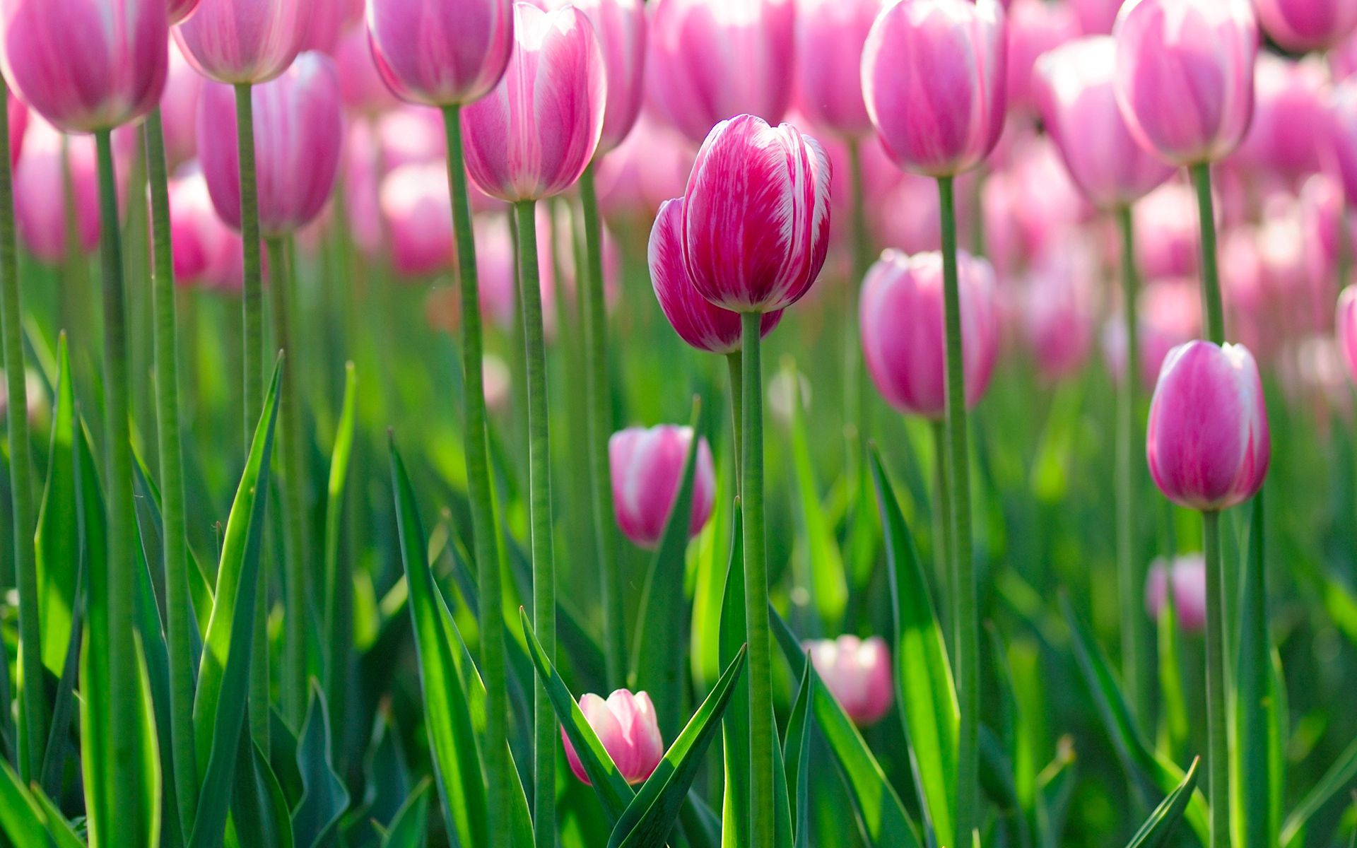 tulips, lot, flowers, greens, field