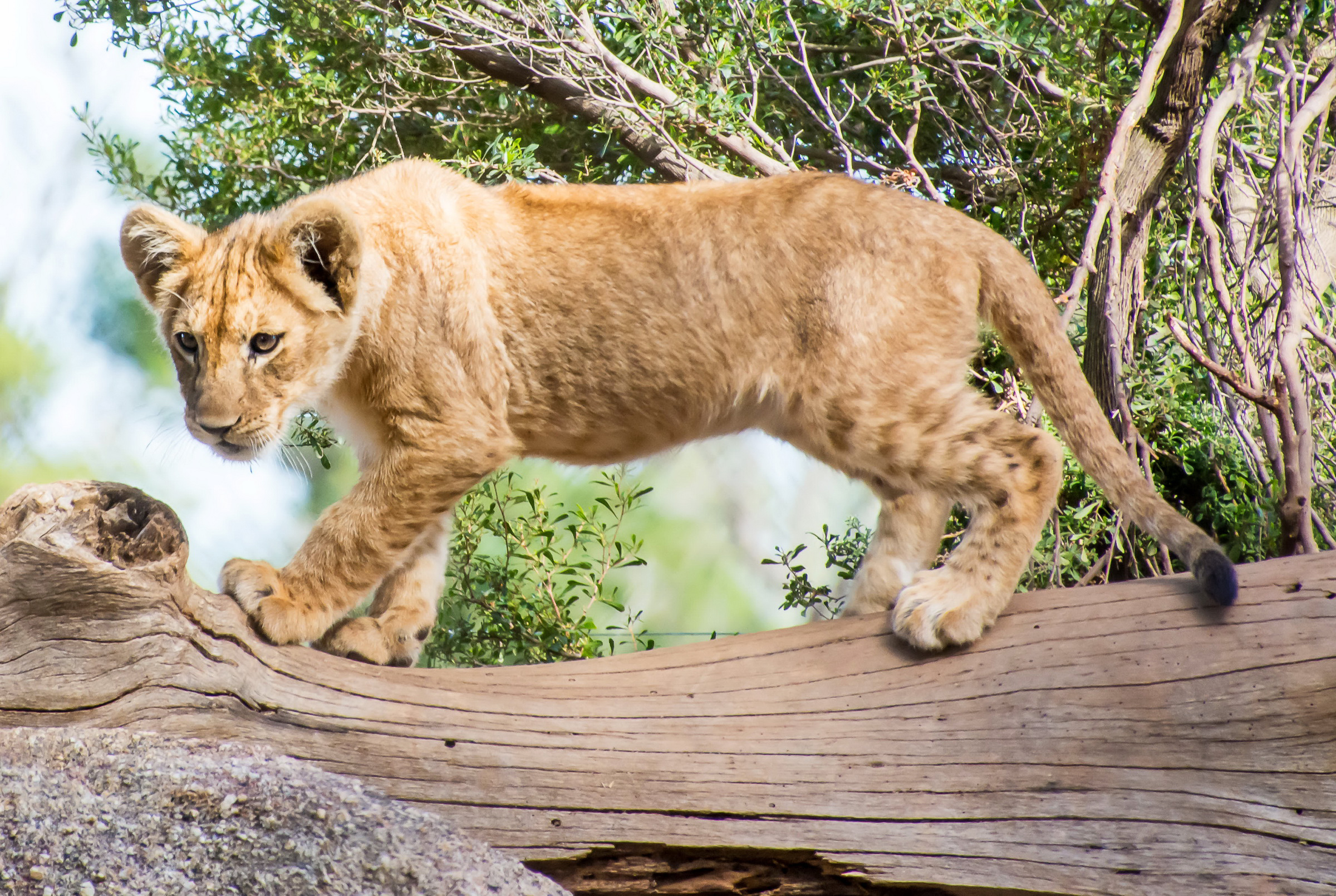 Laden Sie das Tiere, Katzen, Löwe, Tierbaby, Jungtier-Bild kostenlos auf Ihren PC-Desktop herunter