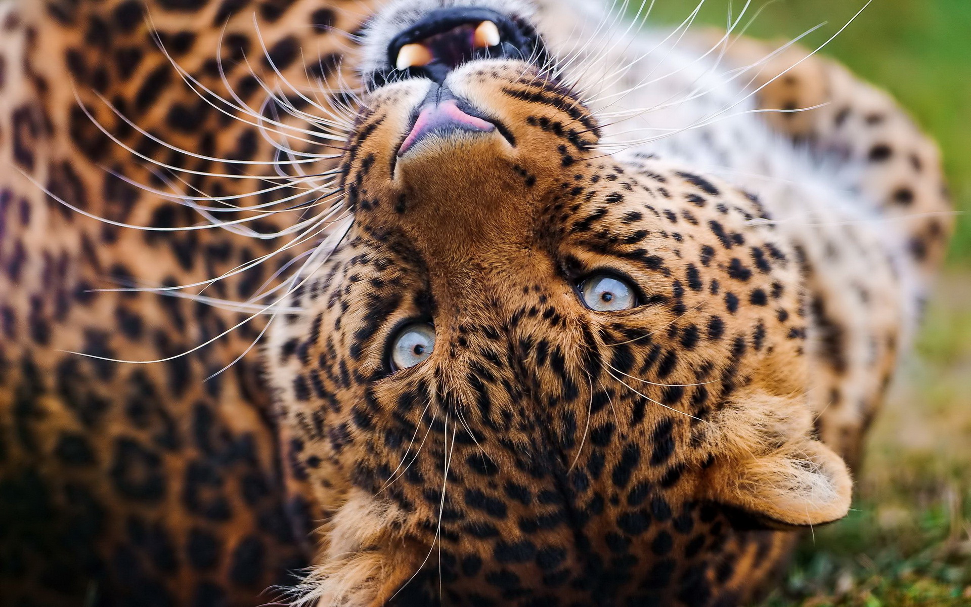 Скачать обои бесплатно Животные, Леопард картинка на рабочий стол ПК