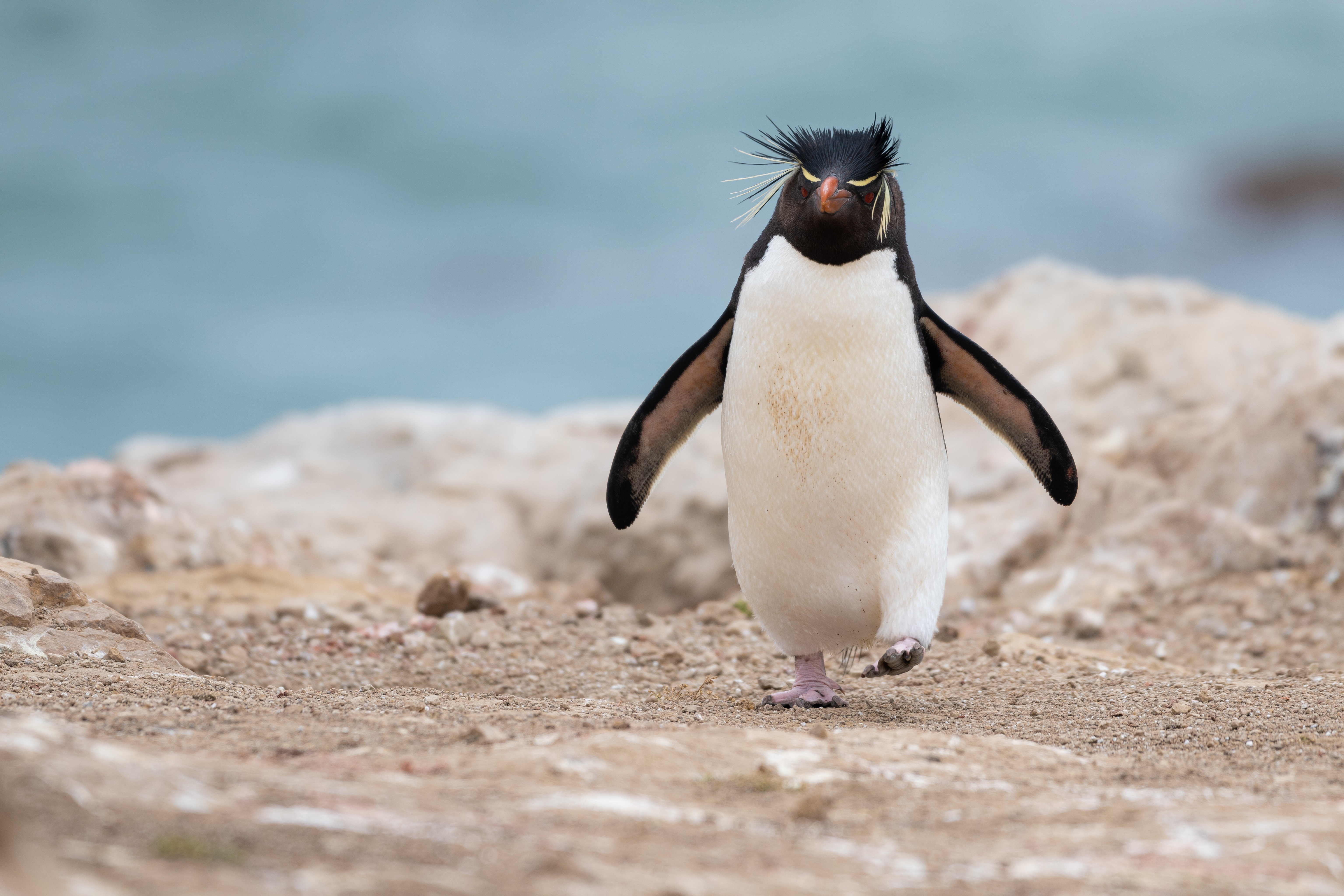 106920 скачать картинку пингвин, животные, животное, забавный - обои и заставки бесплатно