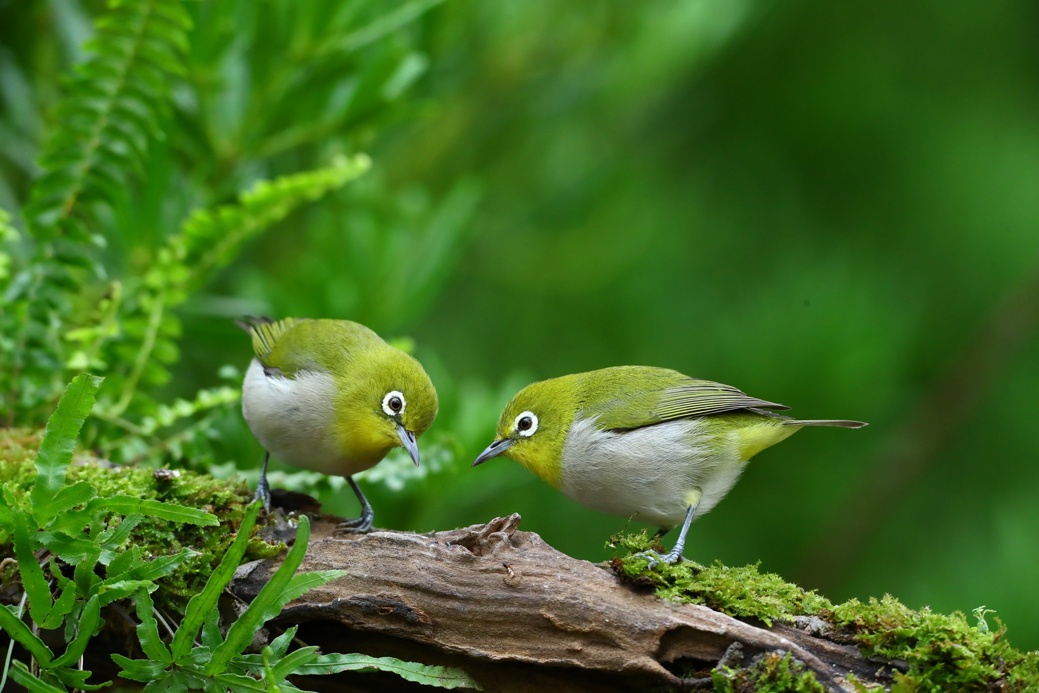 Téléchargez des papiers peints mobile Animaux, Des Oiseaux, Zostérops Du Japon gratuitement.