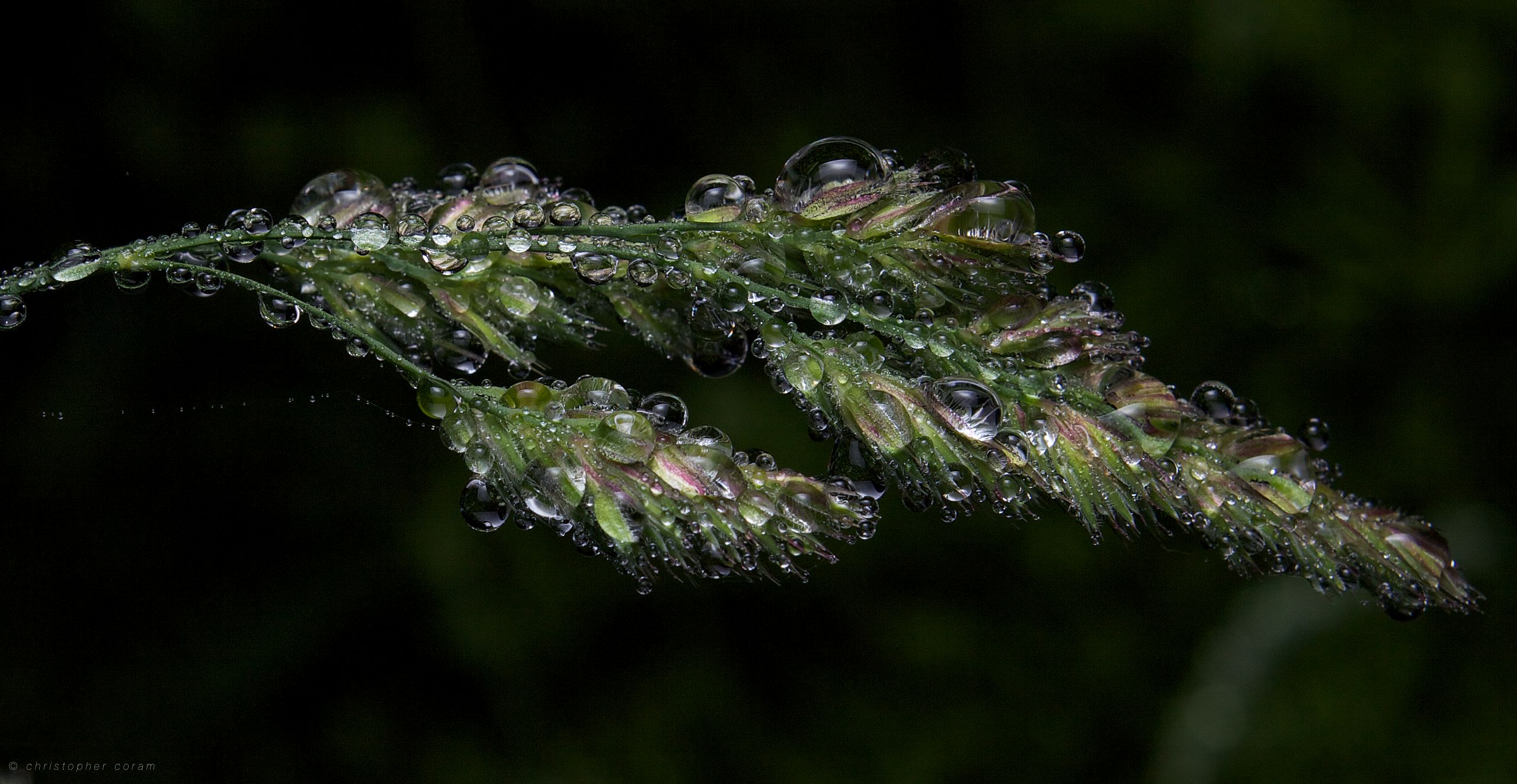 photography, macro, dew, flower, grass, green, rain, water drop, water