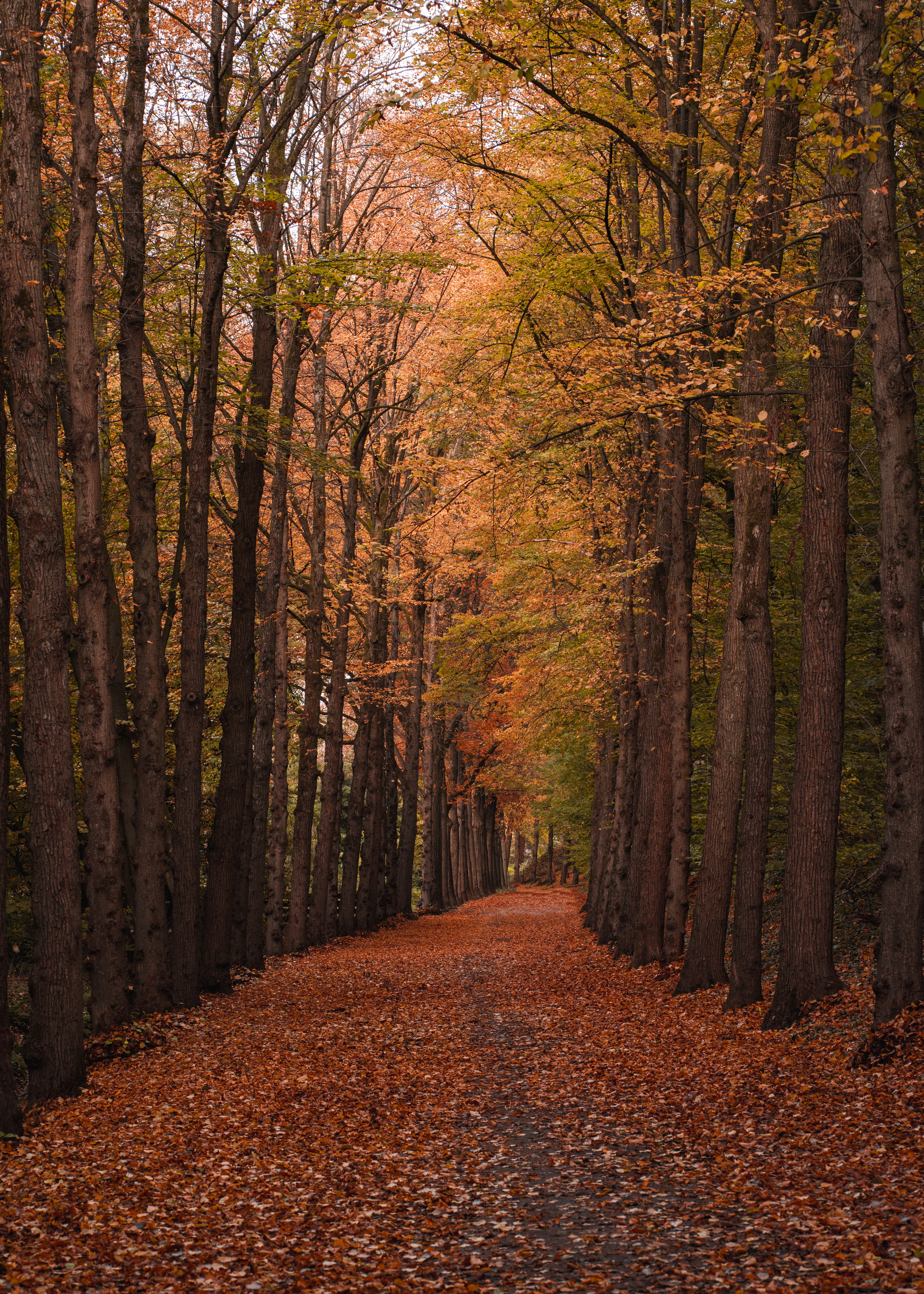Free download wallpaper Trees, Forest, Track, Nature, Autumn, Foliage on your PC desktop