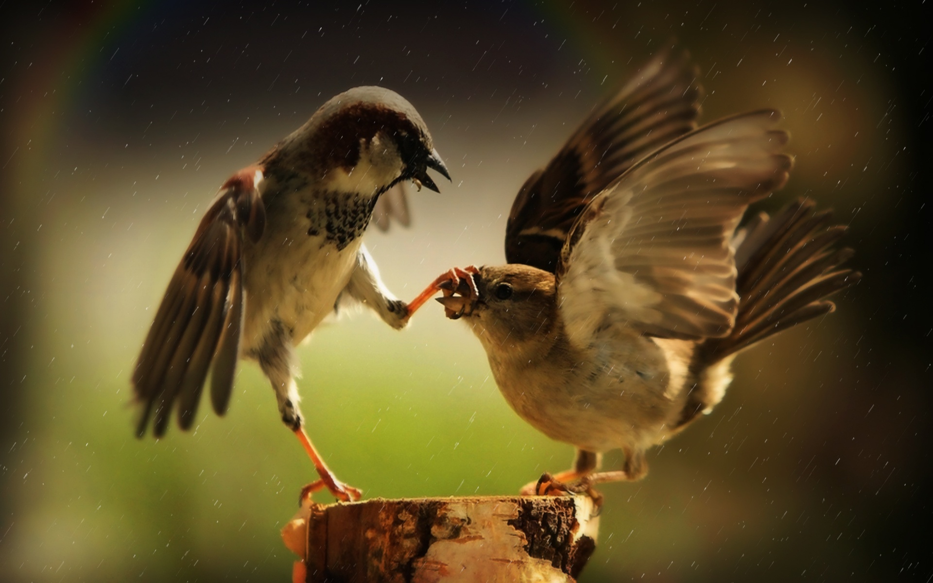 Free download wallpaper Sparrow, Animal on your PC desktop