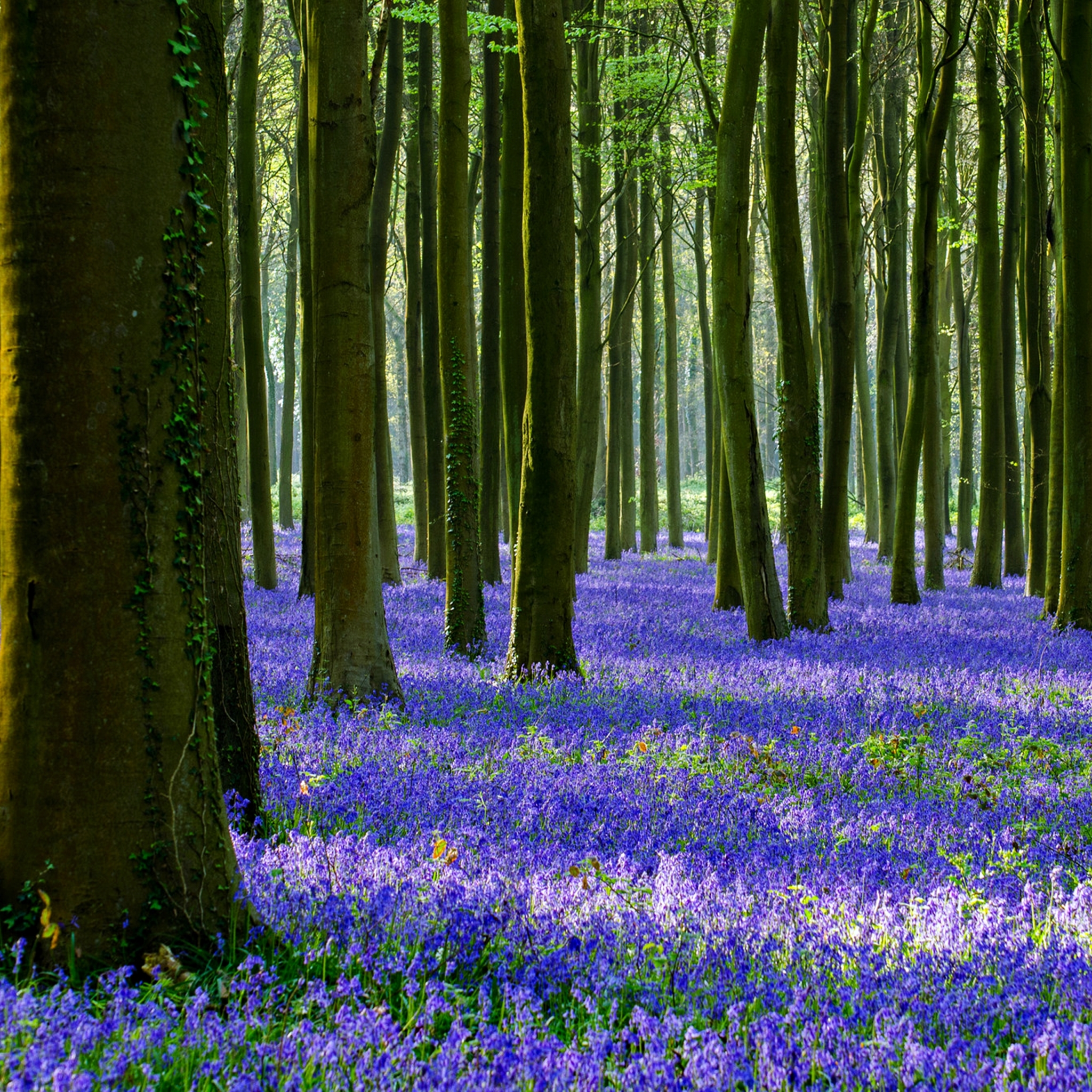 Descarga gratis la imagen Naturaleza, Flor, Bosque, Árbol, Primavera, Tierra/naturaleza en el escritorio de tu PC