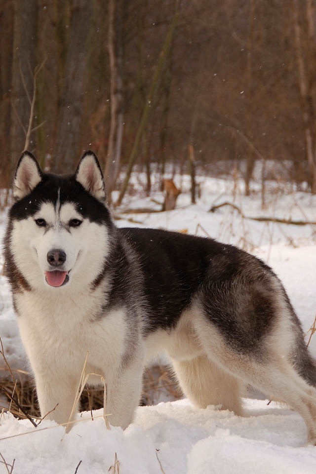 Download mobile wallpaper Winter, Dogs, Snow, Dog, Animal, Husky for free.